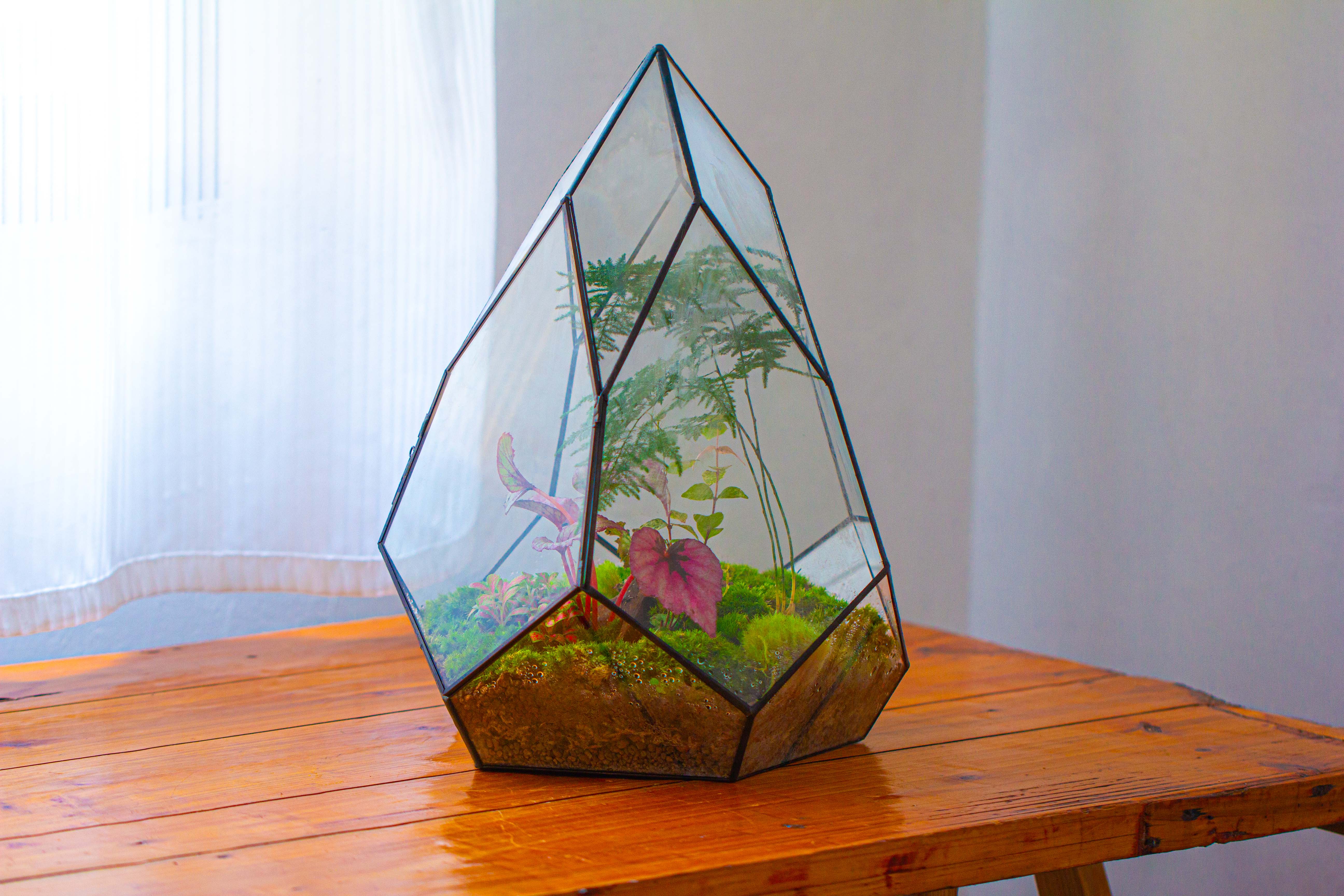 Large 16" tall and wide teardrop tin and glass terrarium, close, with door - NCYPgarden