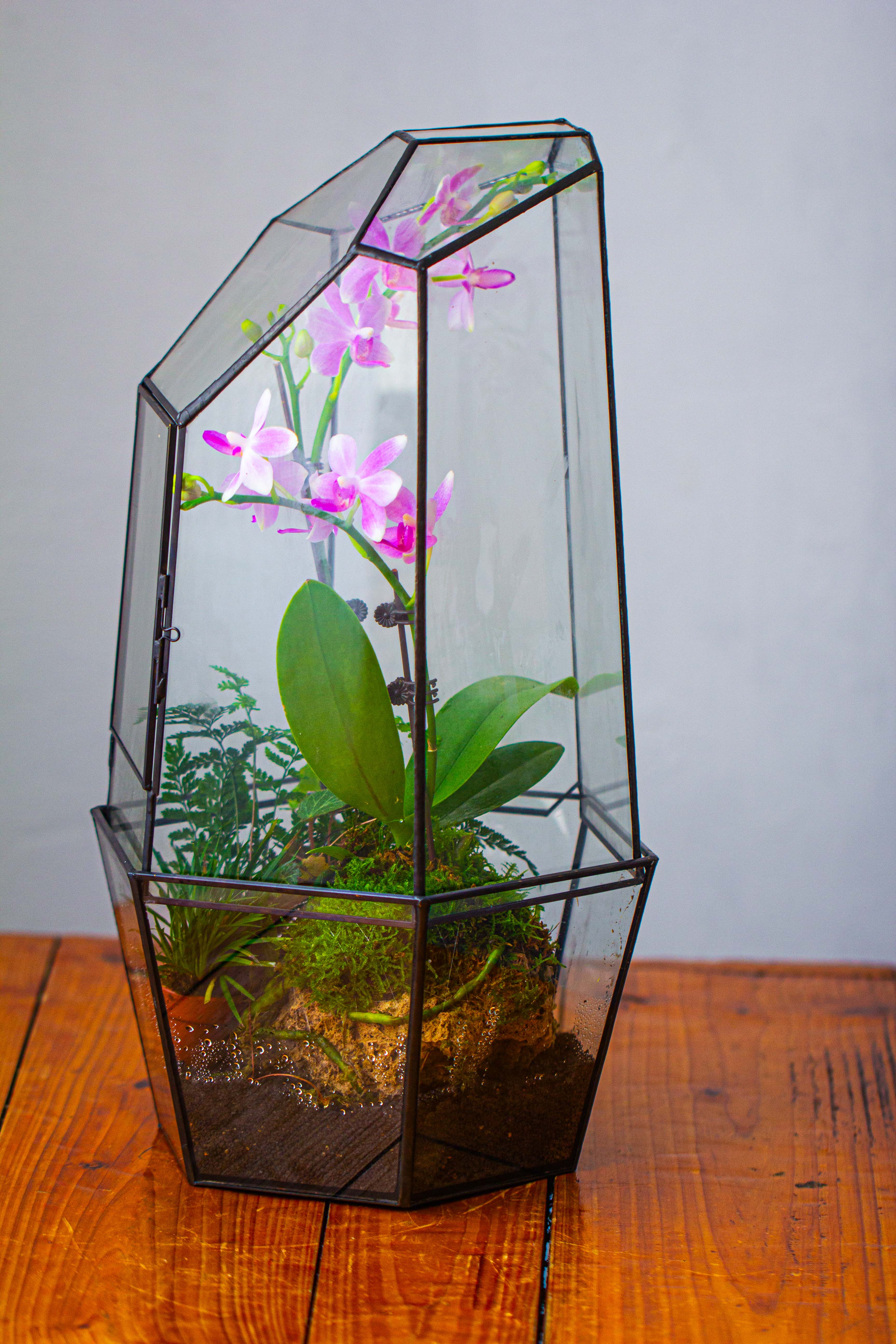 Large 2-Part 18.9" tall Close Glass Terrarium for orchid, fern, moss, Watertight - NCYPgarden