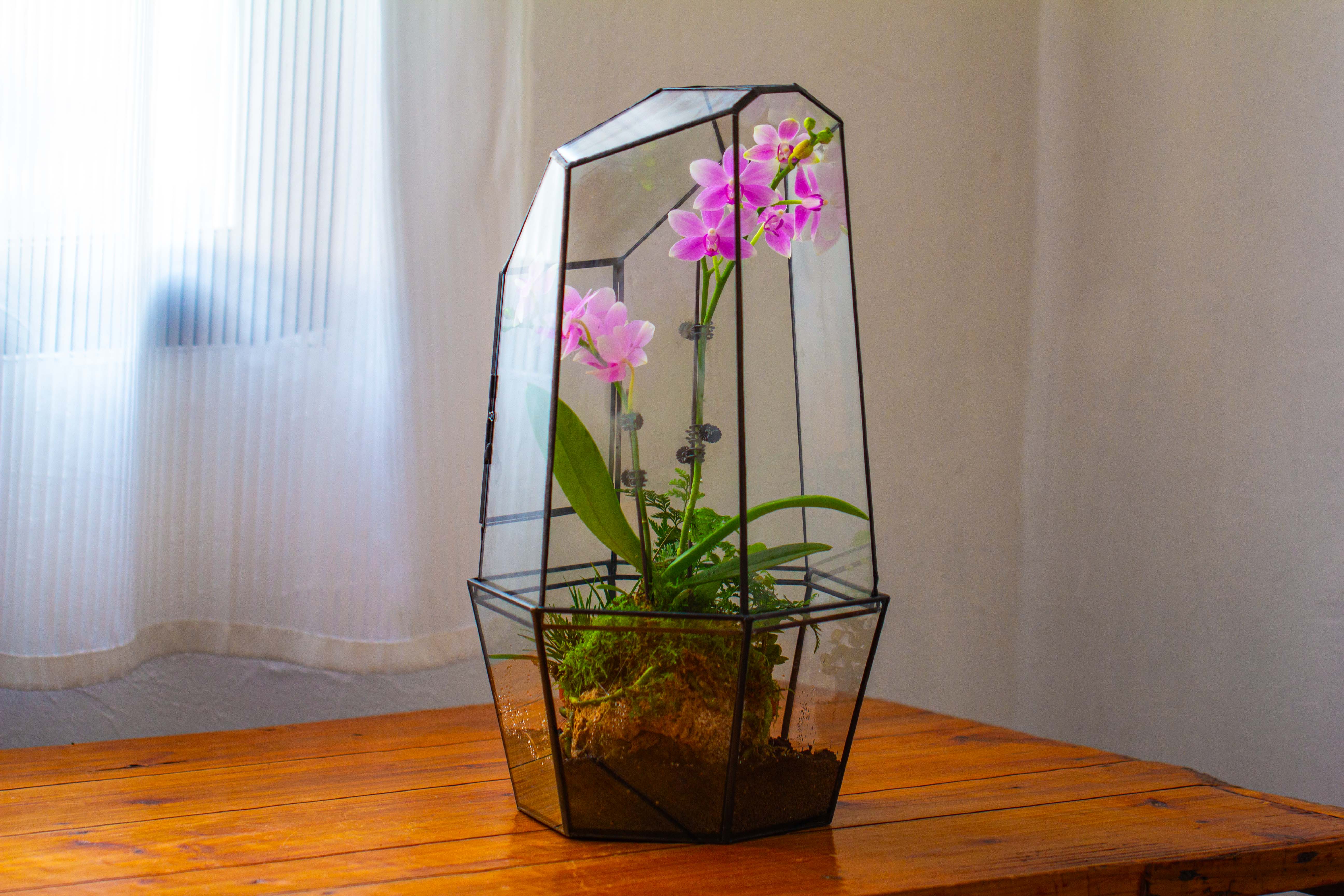 Large 2-Part 18.9" tall Close Glass Terrarium for orchid, fern, moss, Watertight - NCYPgarden