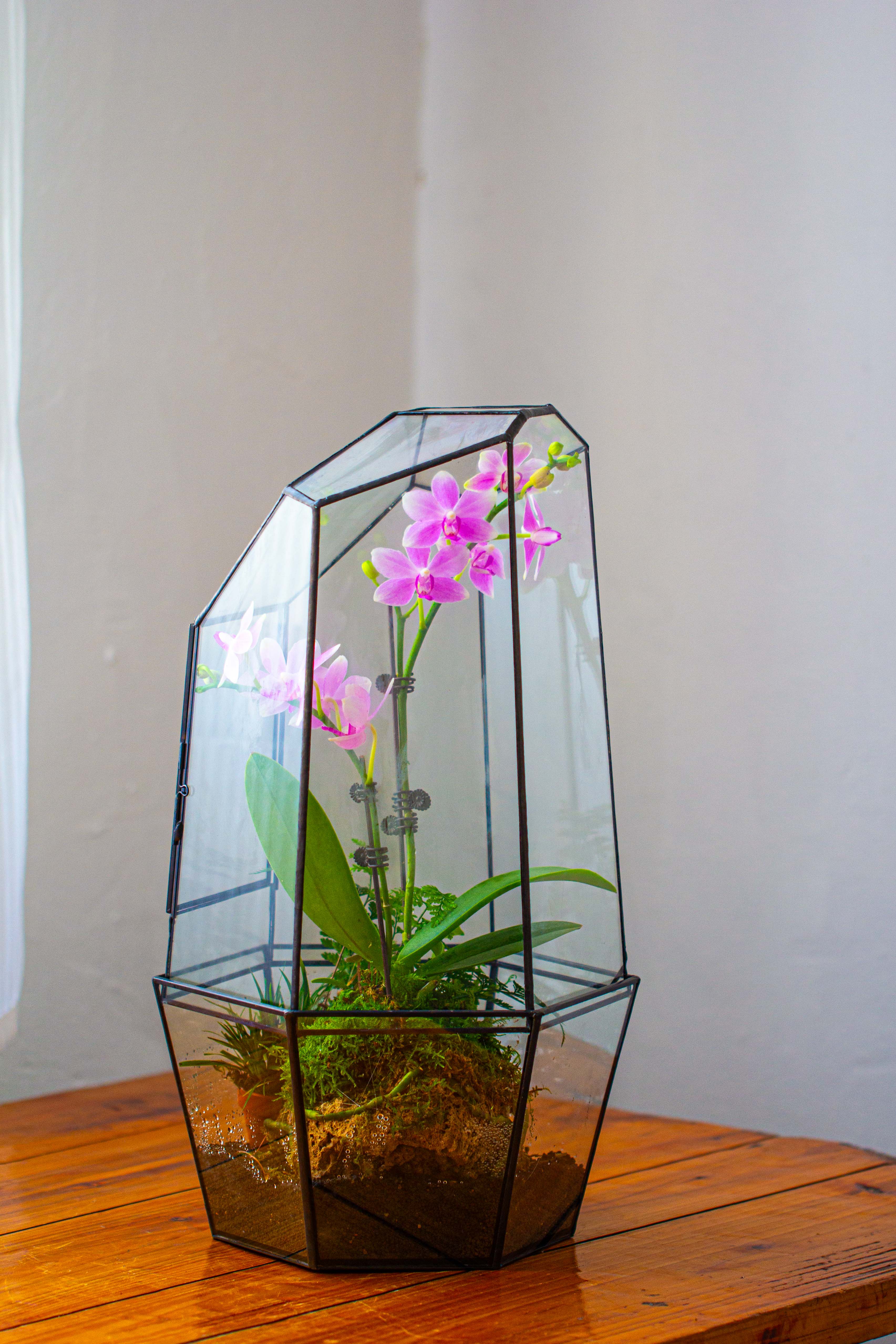 Large 2-Part 18.9" tall Close Glass Terrarium for orchid, fern, moss, Watertight - NCYPgarden