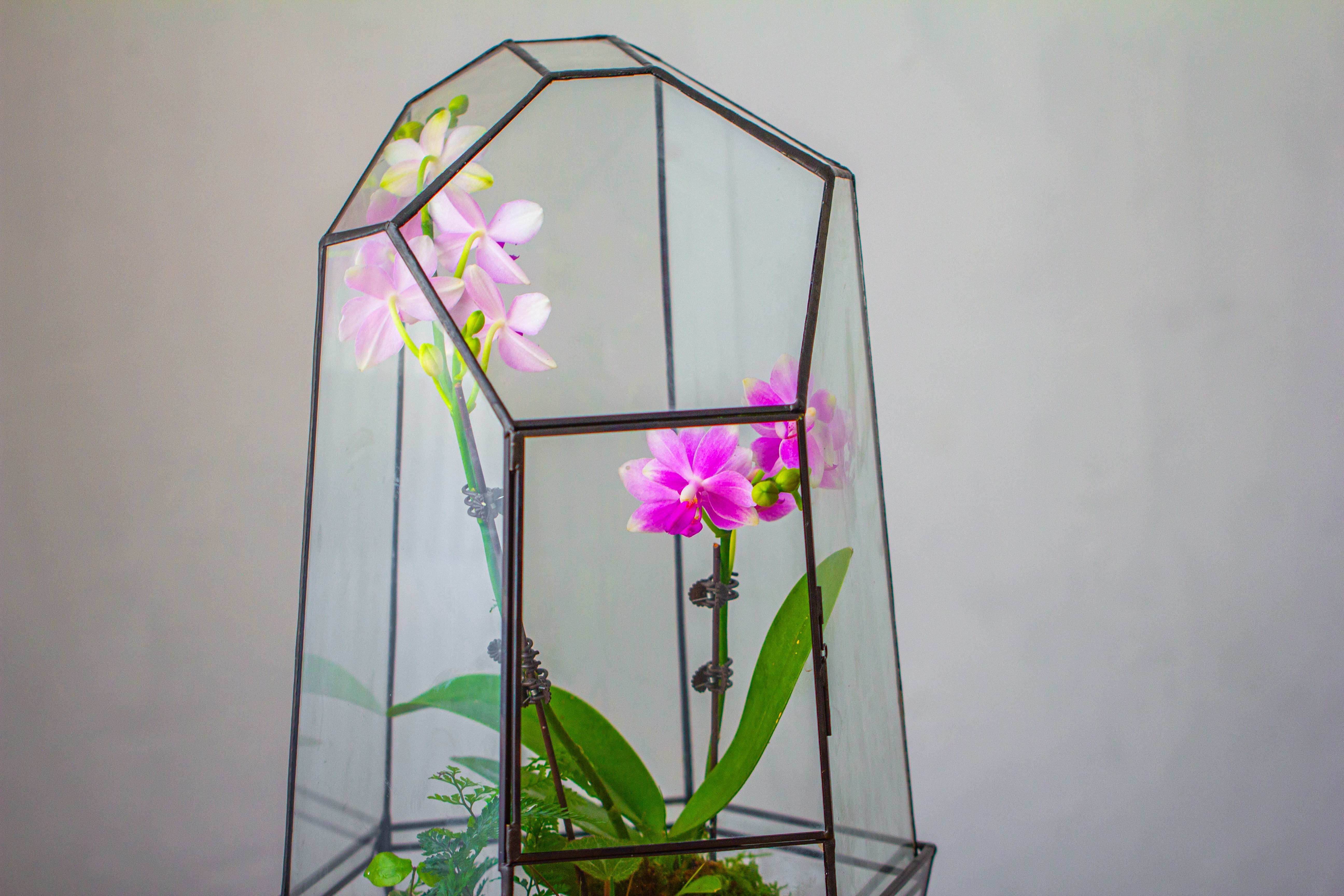 Large 2-Part 18.9" tall Close Glass Terrarium for orchid, fern, moss, Watertight - NCYPgarden