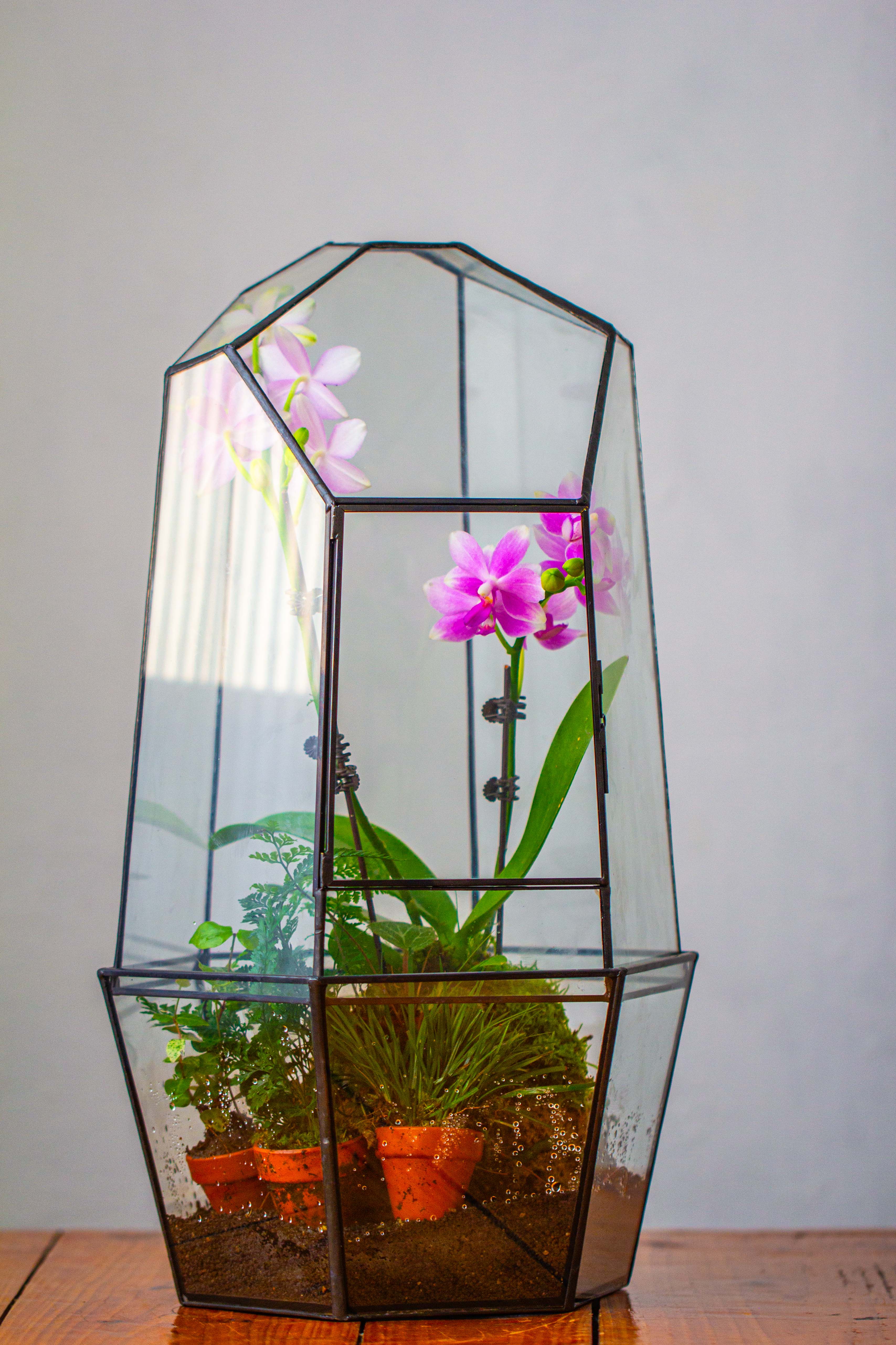 Large 2-Part 18.9" tall Close Glass Terrarium for orchid, fern, moss, Watertight - NCYPgarden