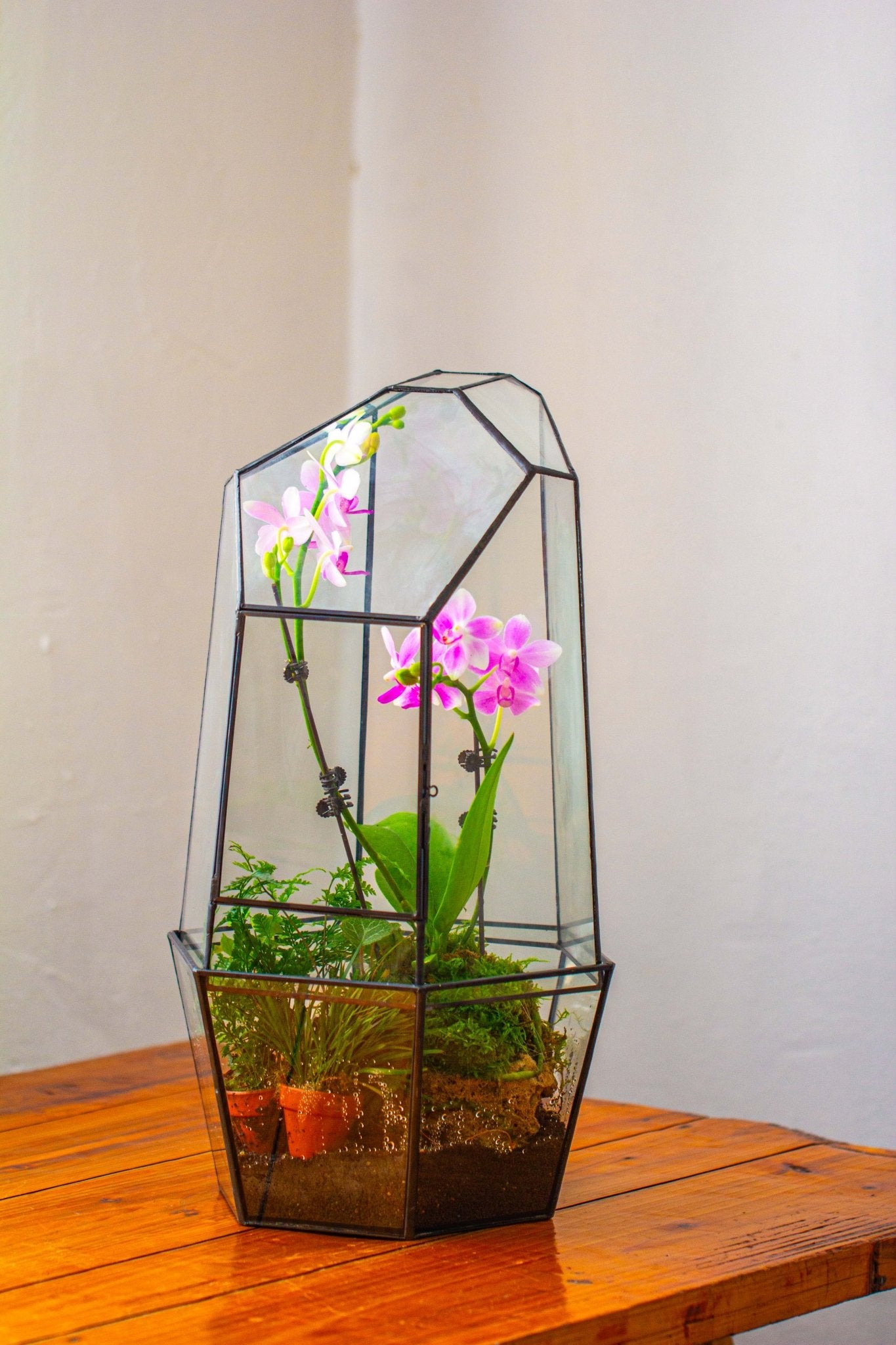 orchids terrarium plants Large 2-Part 18.9" tall Close Glass Terrarium for orchid, fern, moss, – NCYPgarden