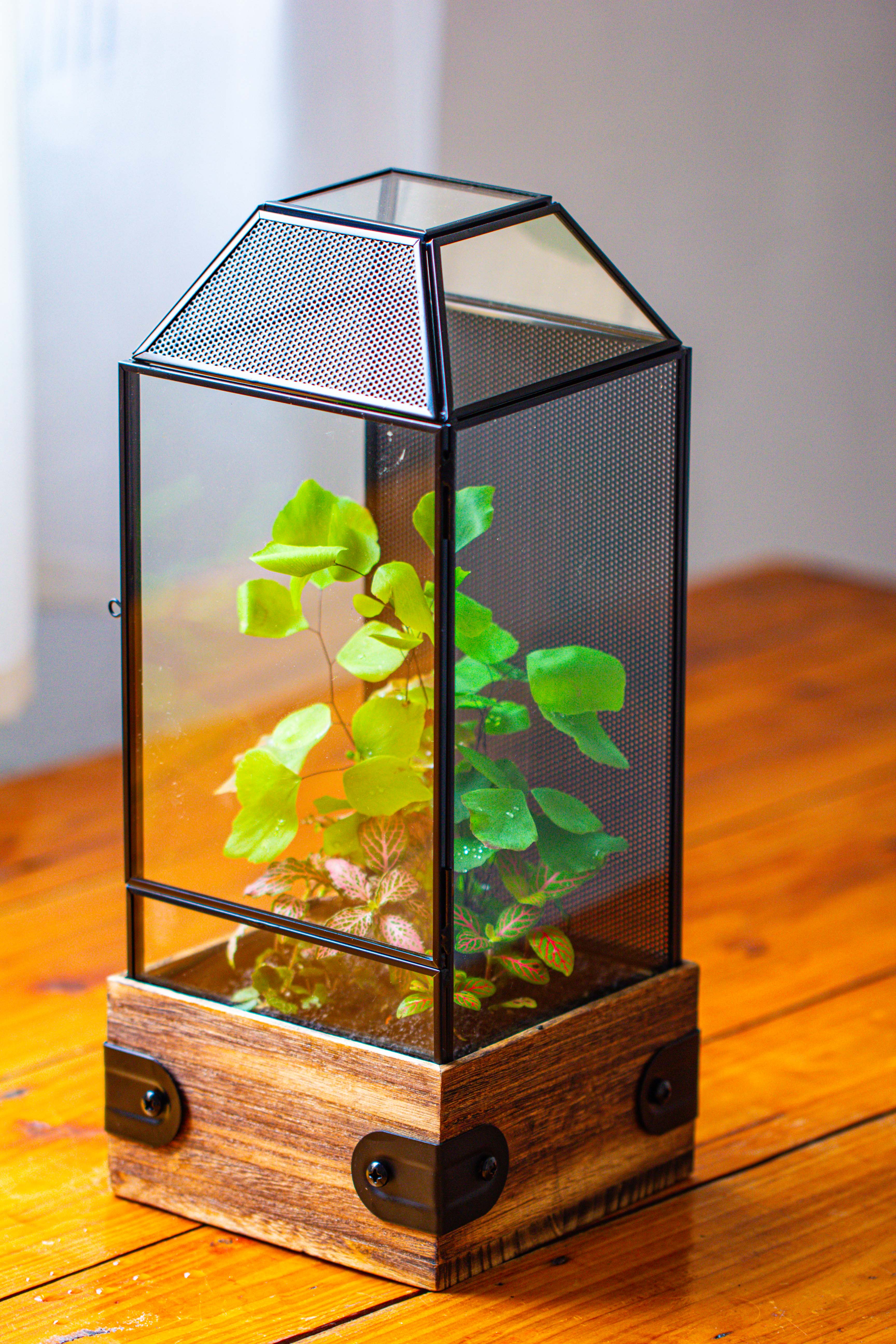 Handmade Glass Terrarium with Wood Base, Geometric Jumping Spider Enclosure, with Mesh Vent, for Plants, Snail, Insects - NCYPgarden