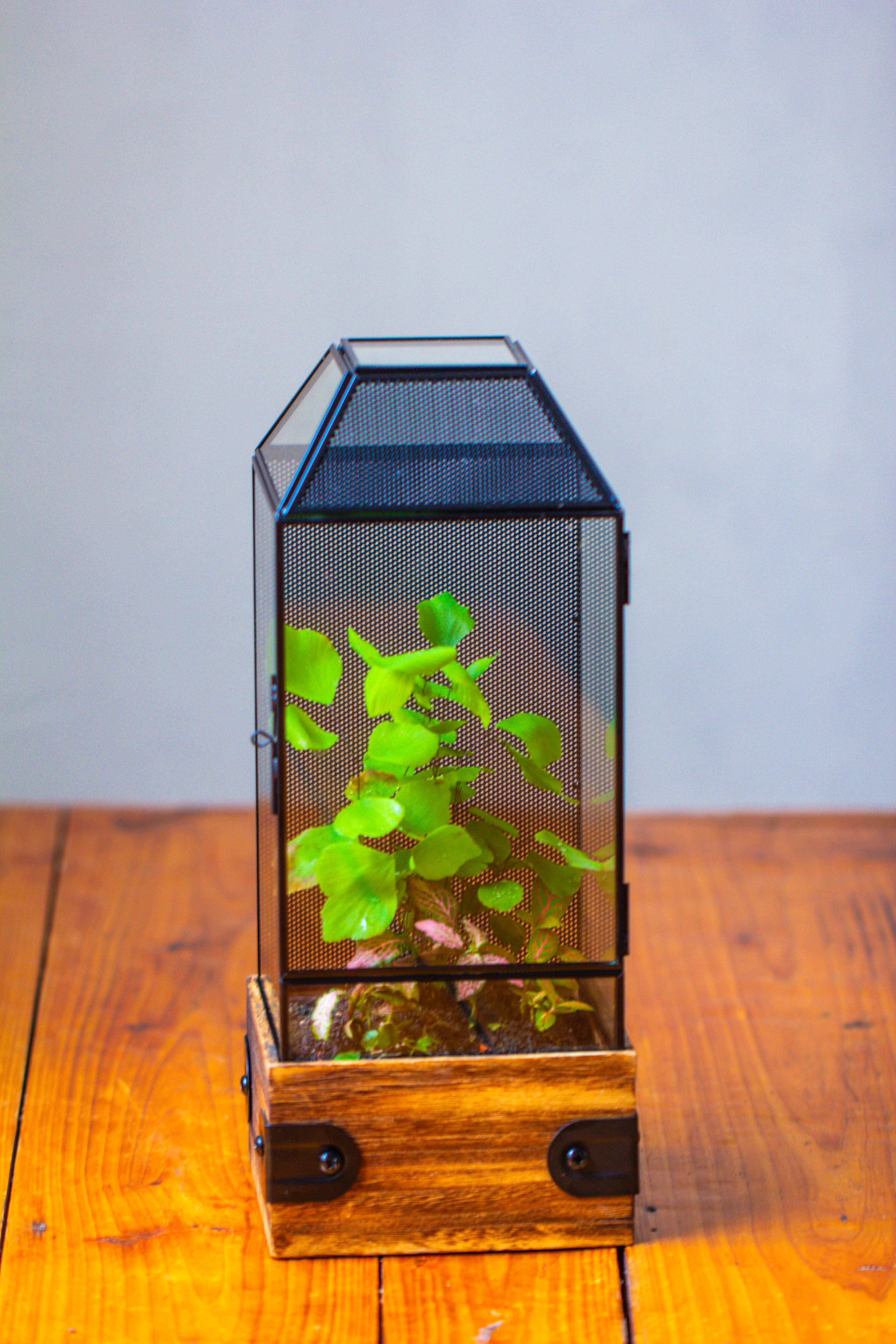 Handmade Glass Terrarium with Wood Base, Geometric Jumping Spider Enclosure, with Mesh Vent, for Plants, Snail, Insects - NCYPgarden