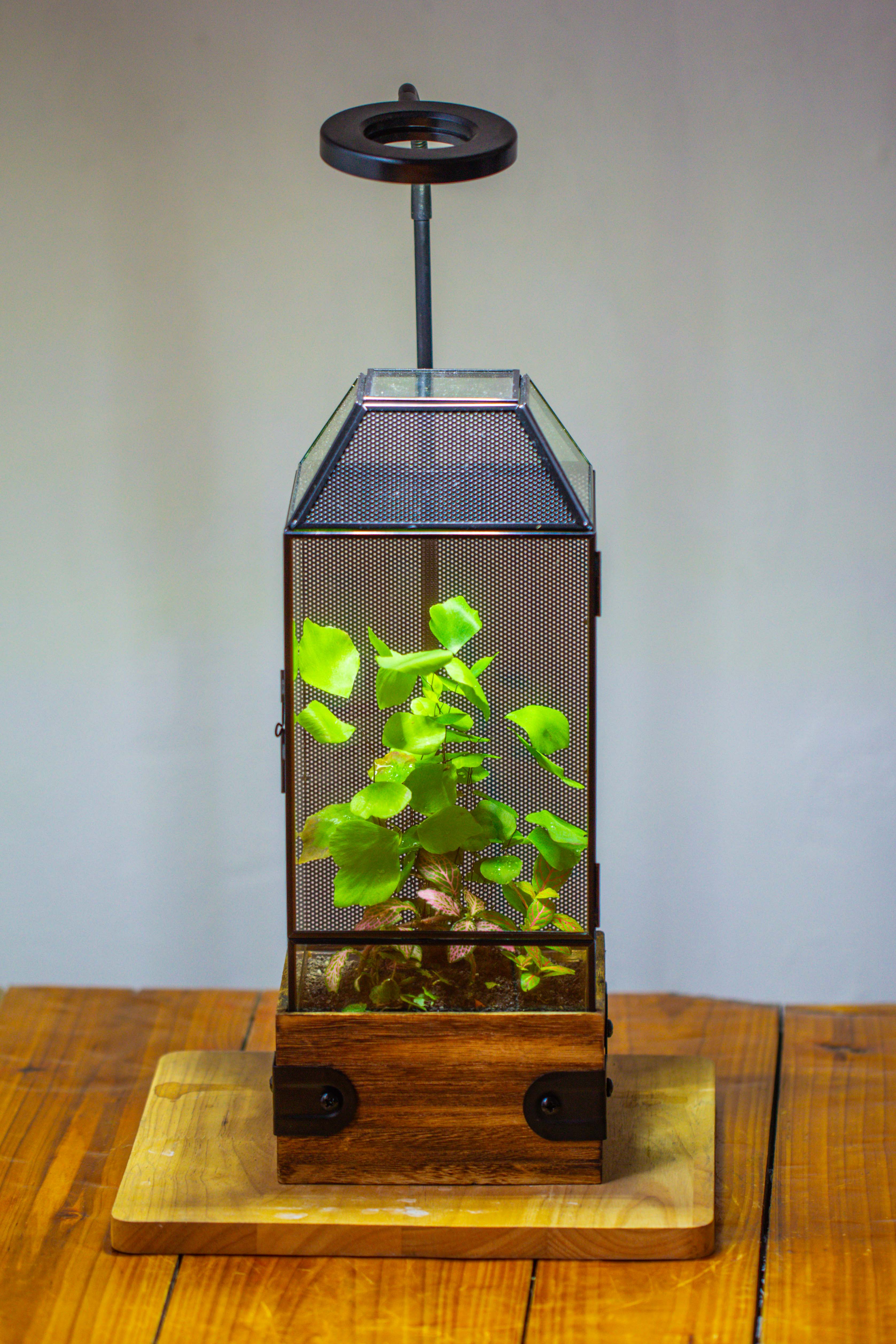 Handmade Glass Terrarium with Wood Base, Geometric Jumping Spider Enclosure, with Mesh Vent, for Plants, Snail, Insects - NCYPgarden