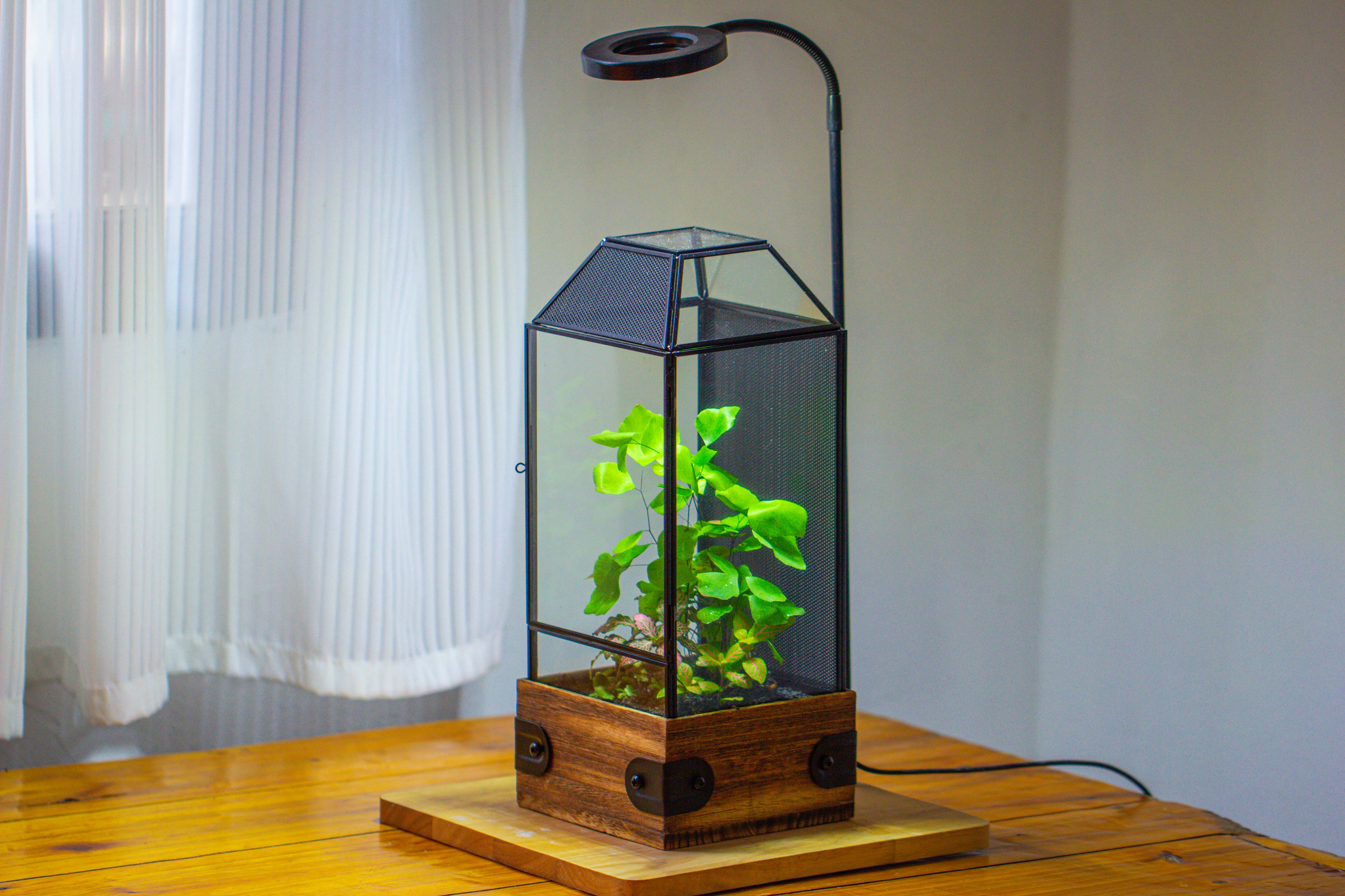 Handmade Glass Terrarium with Wood Base, Geometric Jumping Spider Enclosure, with Mesh Vent, for Plants, Snail, Insects - NCYPgarden