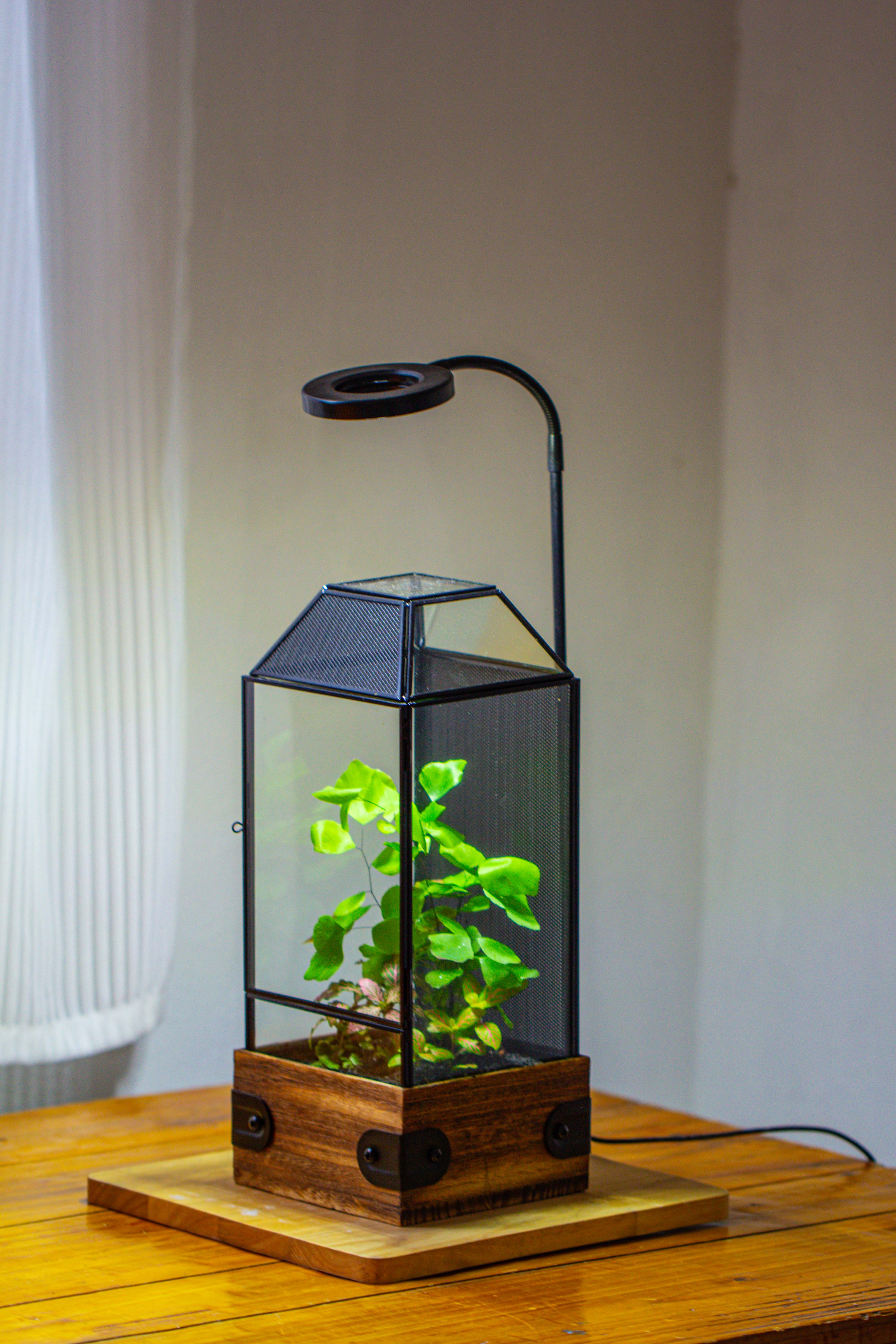 Handmade Glass Terrarium with Wood Base, Geometric Jumping Spider Enclosure, with Mesh Vent, for Plants, Snail, Insects - NCYPgarden
