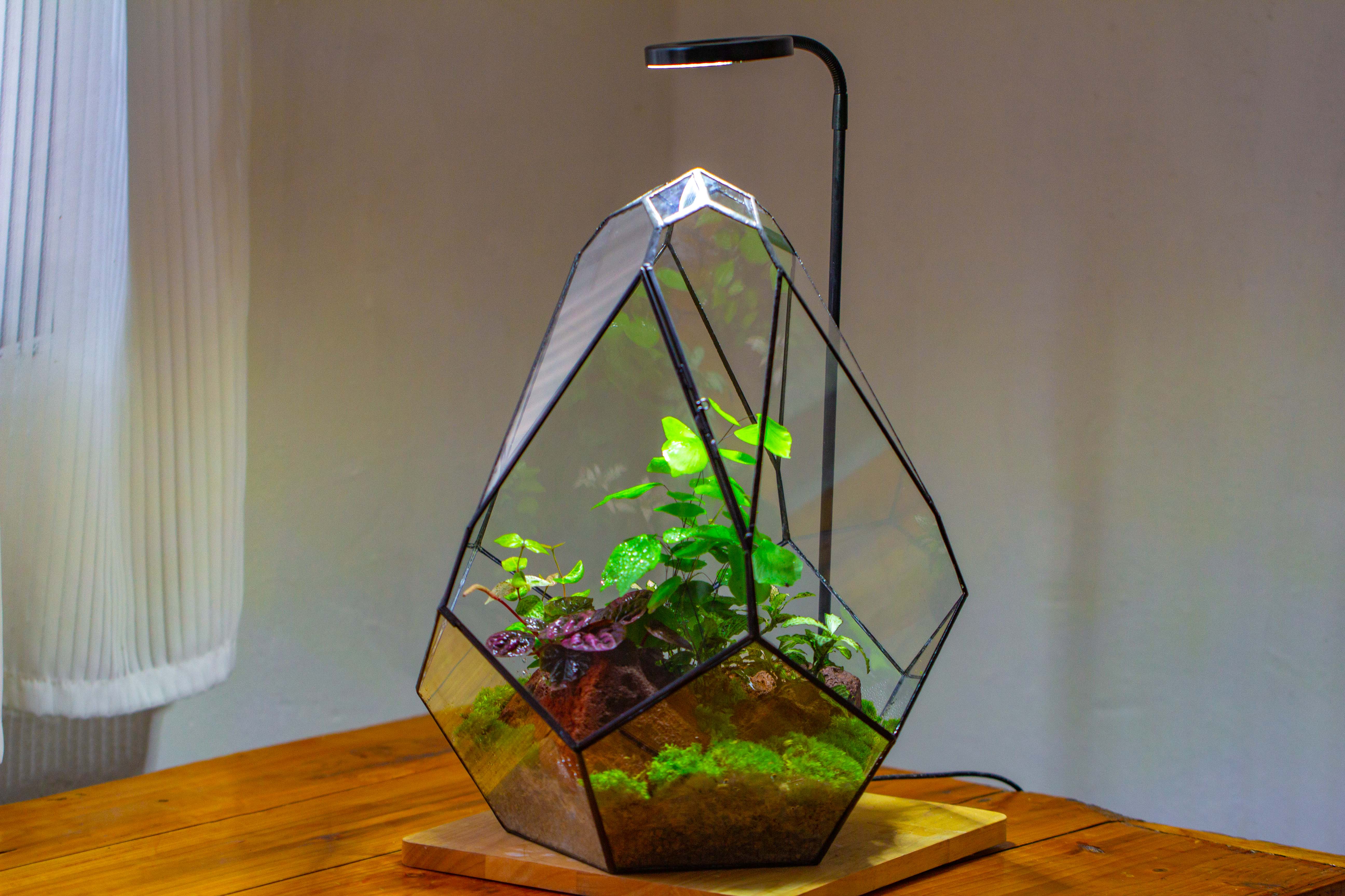 16" Large Teardrop Geometric Terrarium, close - NCYPgarden