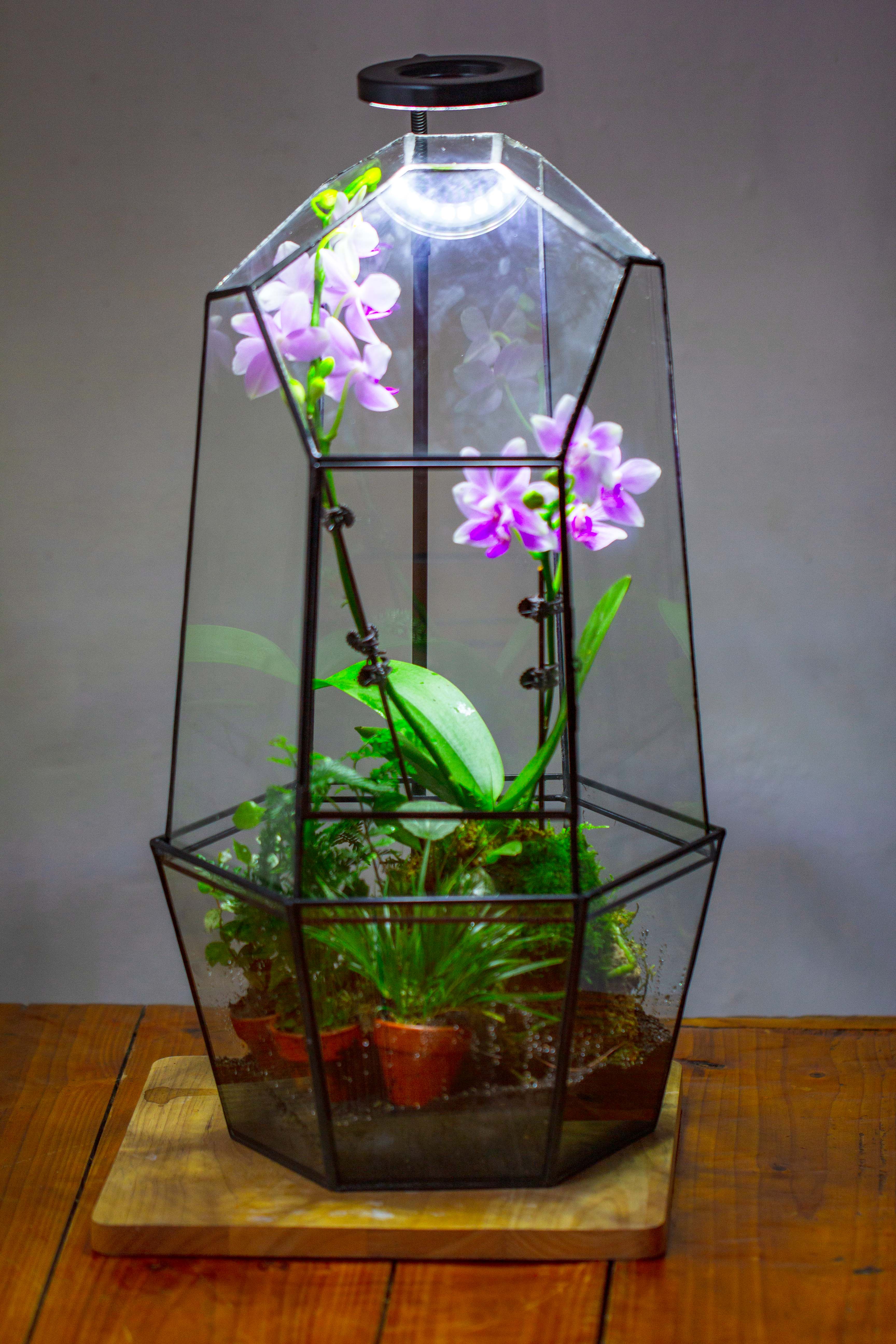 Large 2-Part 18.9" tall Close Glass Terrarium for orchid, fern, moss, Watertight - NCYPgarden