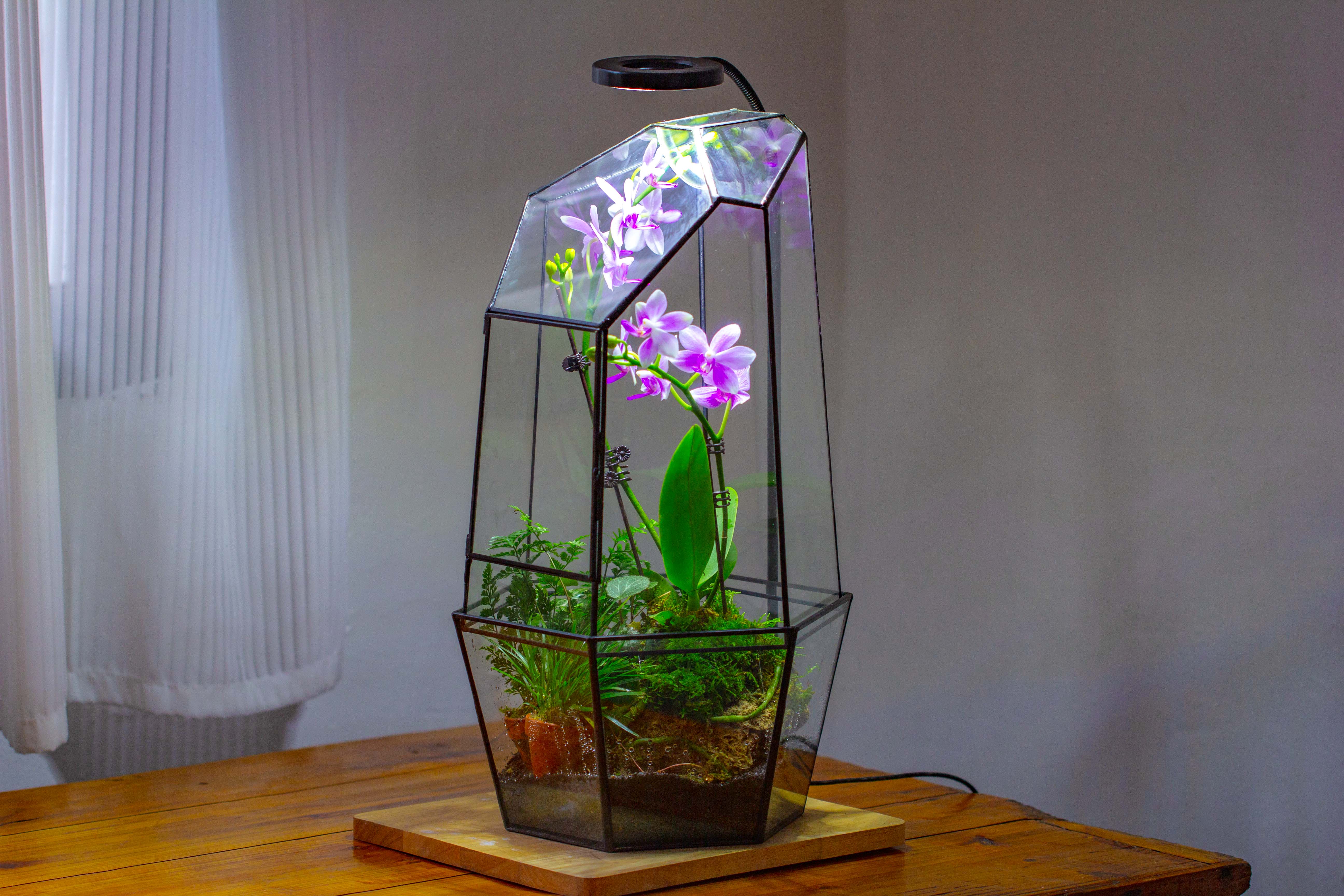 Large 2-Part 18.9" tall Close Glass Terrarium for orchid, fern, moss, Watertight - NCYPgarden