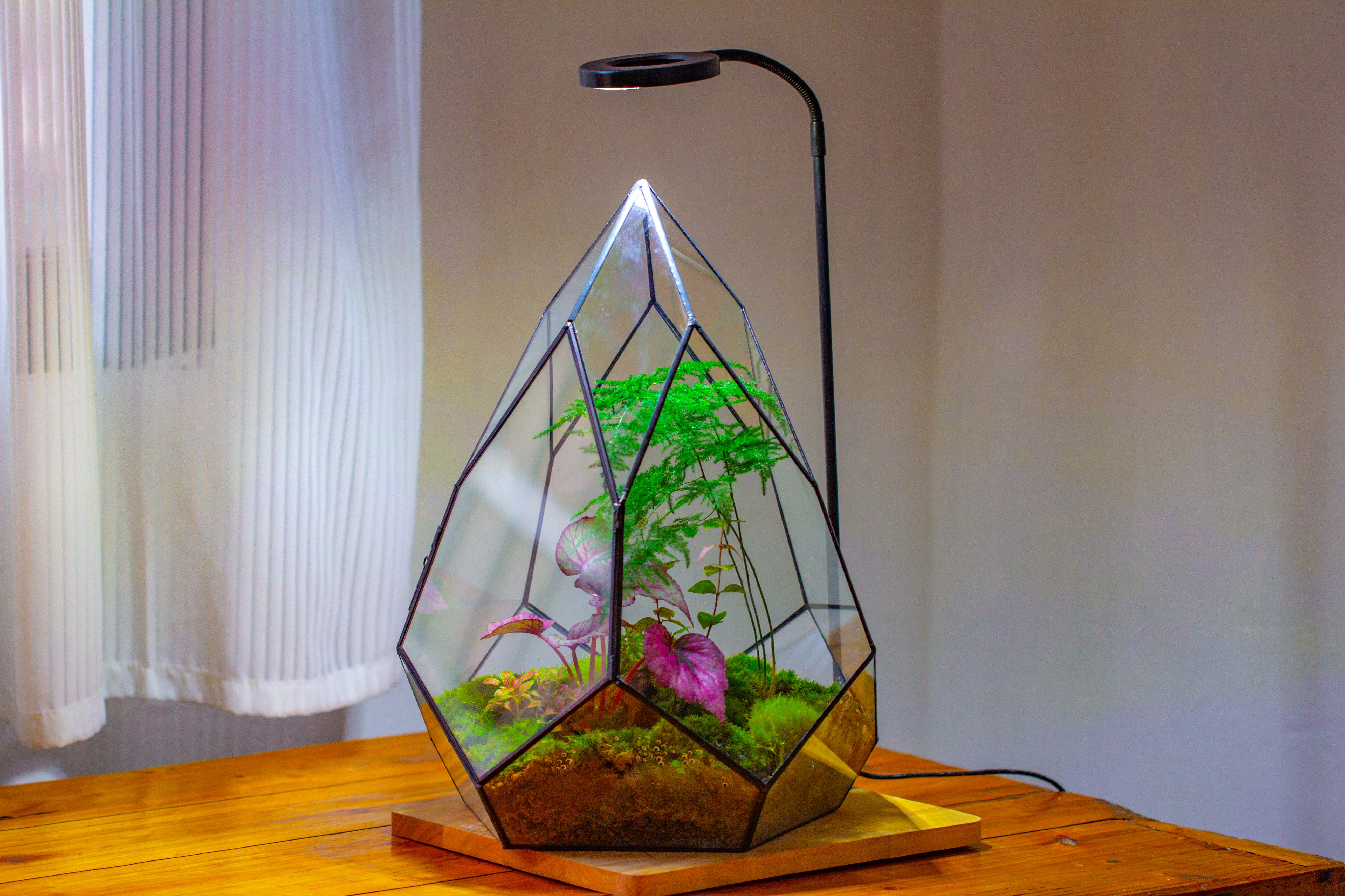 Large 16" tall and wide teardrop tin and glass terrarium, close, with door - NCYPgarden