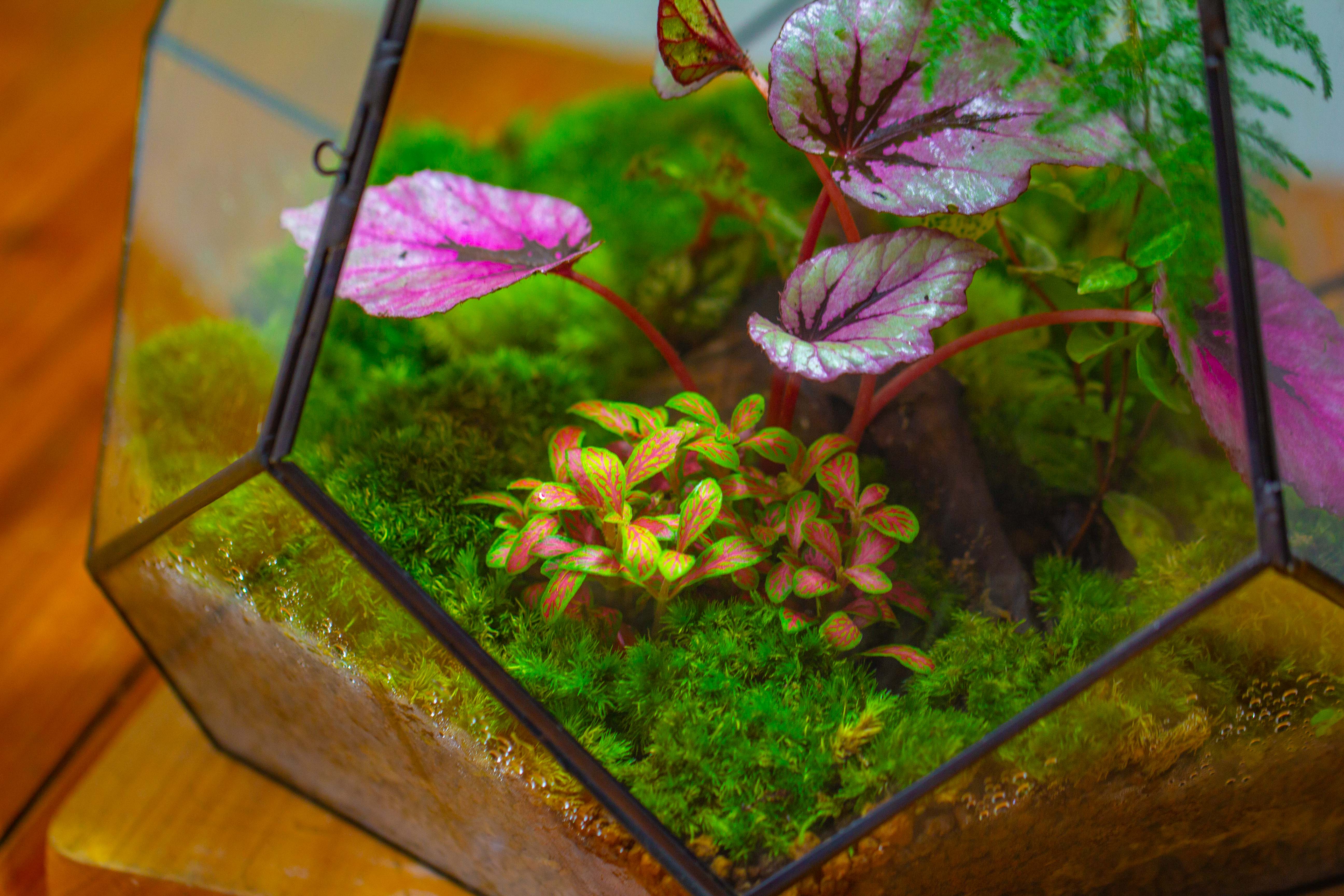 Large 16" tall and wide teardrop tin and glass terrarium, close, with door - NCYPgarden