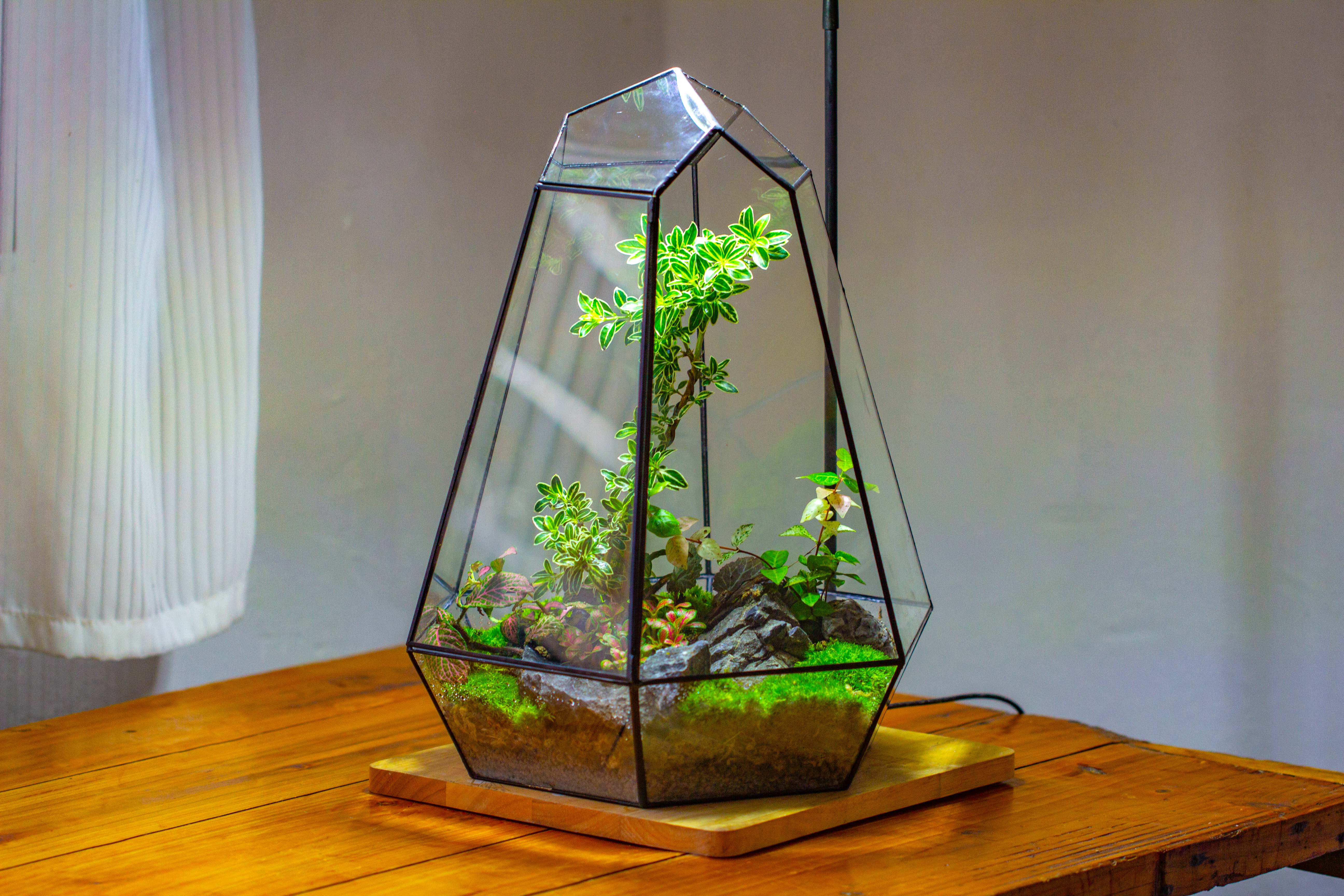 Large 16" tall and wide 6 sided cone tin and glass terrarium, close, with door - NCYPgarden