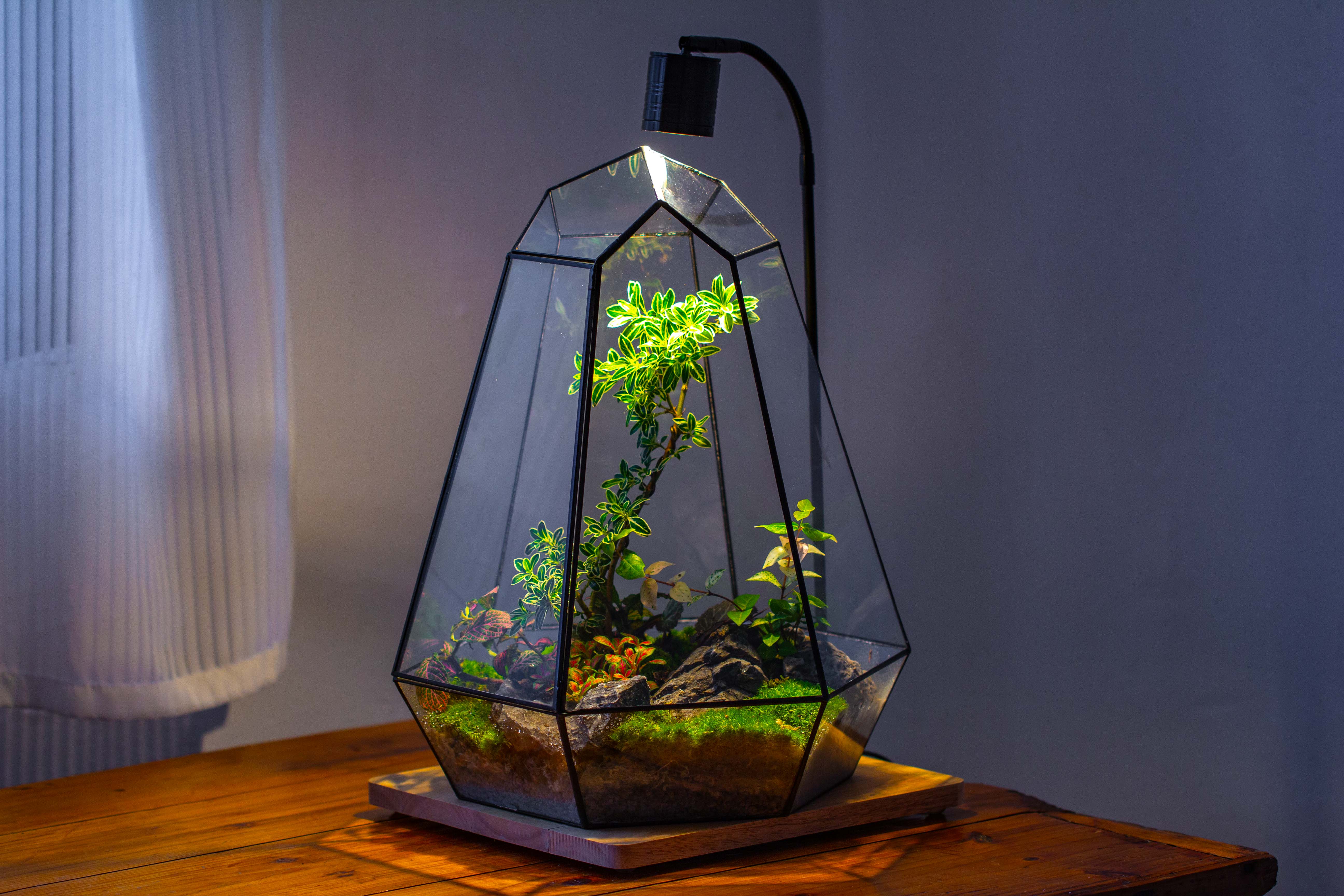 Large 16" tall and wide 6 sided cone tin and glass terrarium, close, with door - NCYPgarden