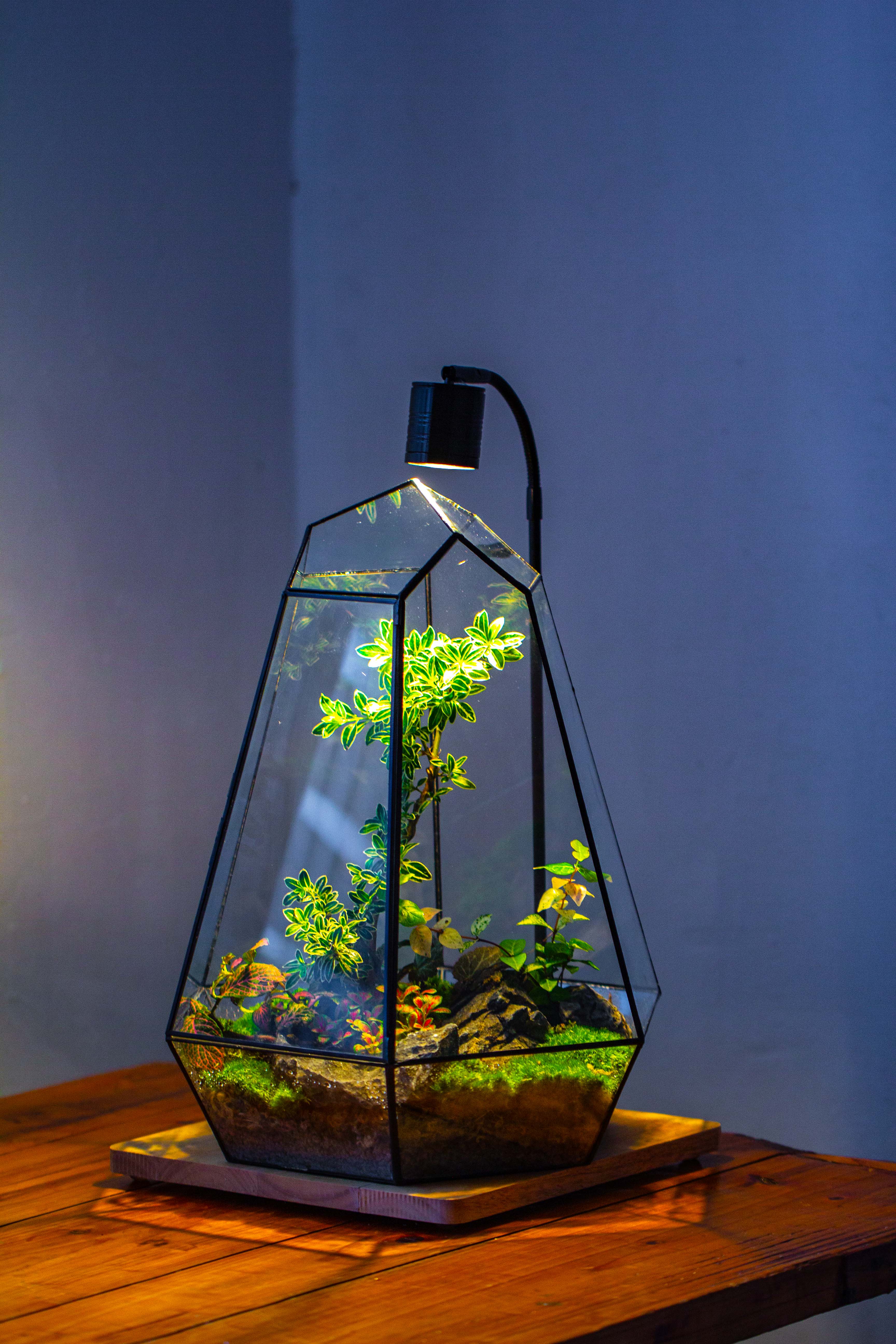 Large 16" tall and wide 6 sided cone tin and glass terrarium, close, with door - NCYPgarden