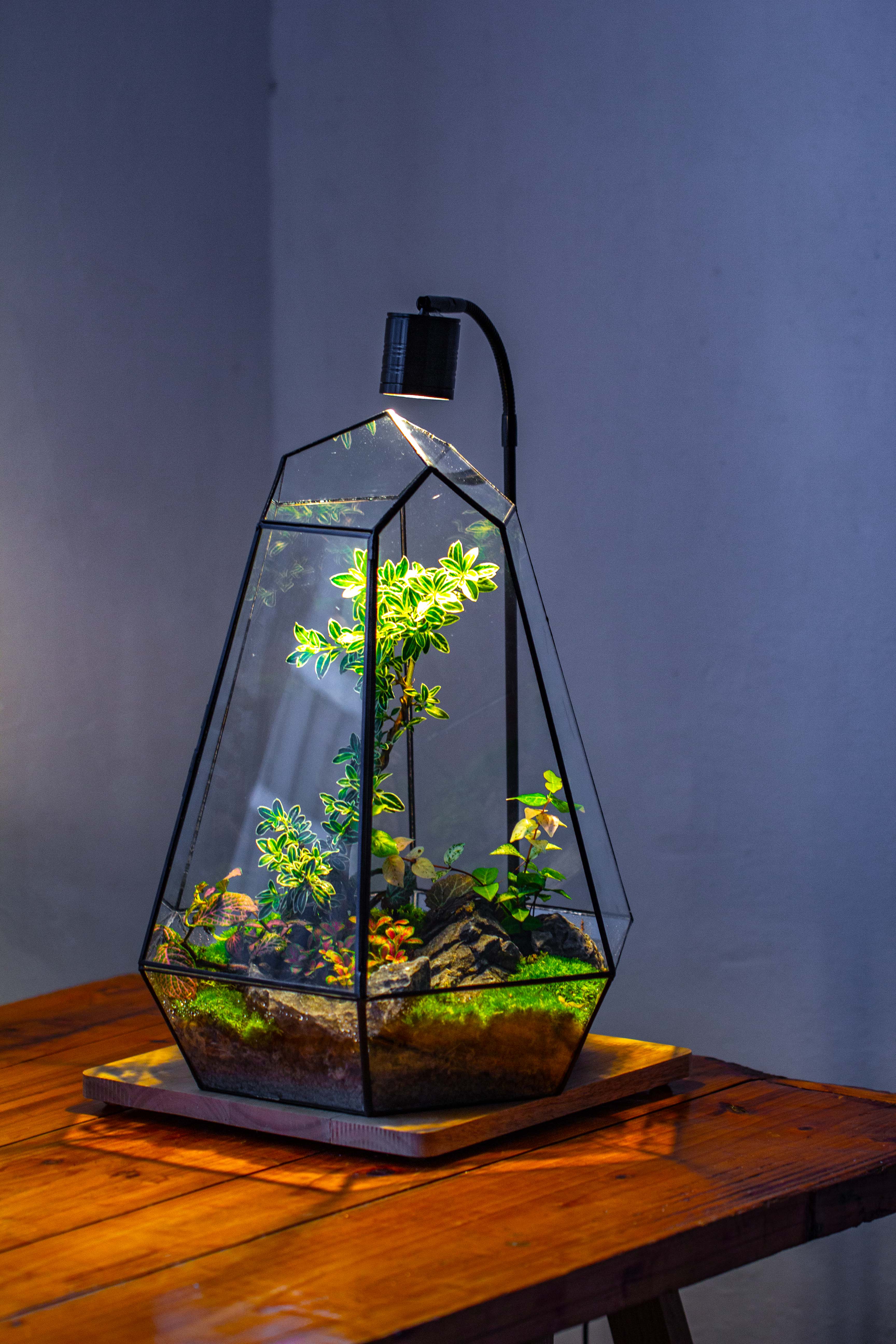 Large 16" tall and wide 6 sided cone tin and glass terrarium, close, with door - NCYPgarden