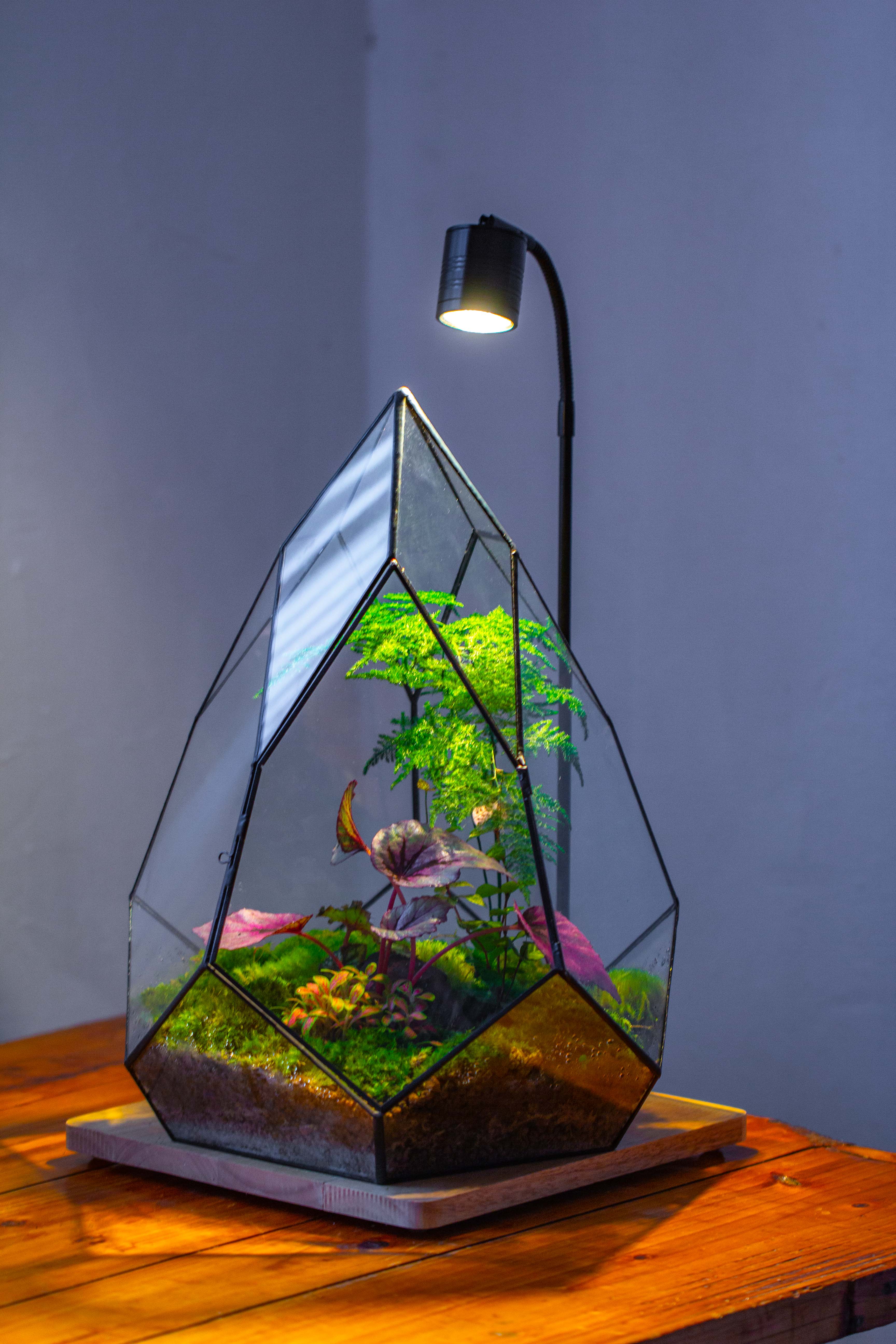 Large 16" tall and wide teardrop tin and glass terrarium, close, with door - NCYPgarden