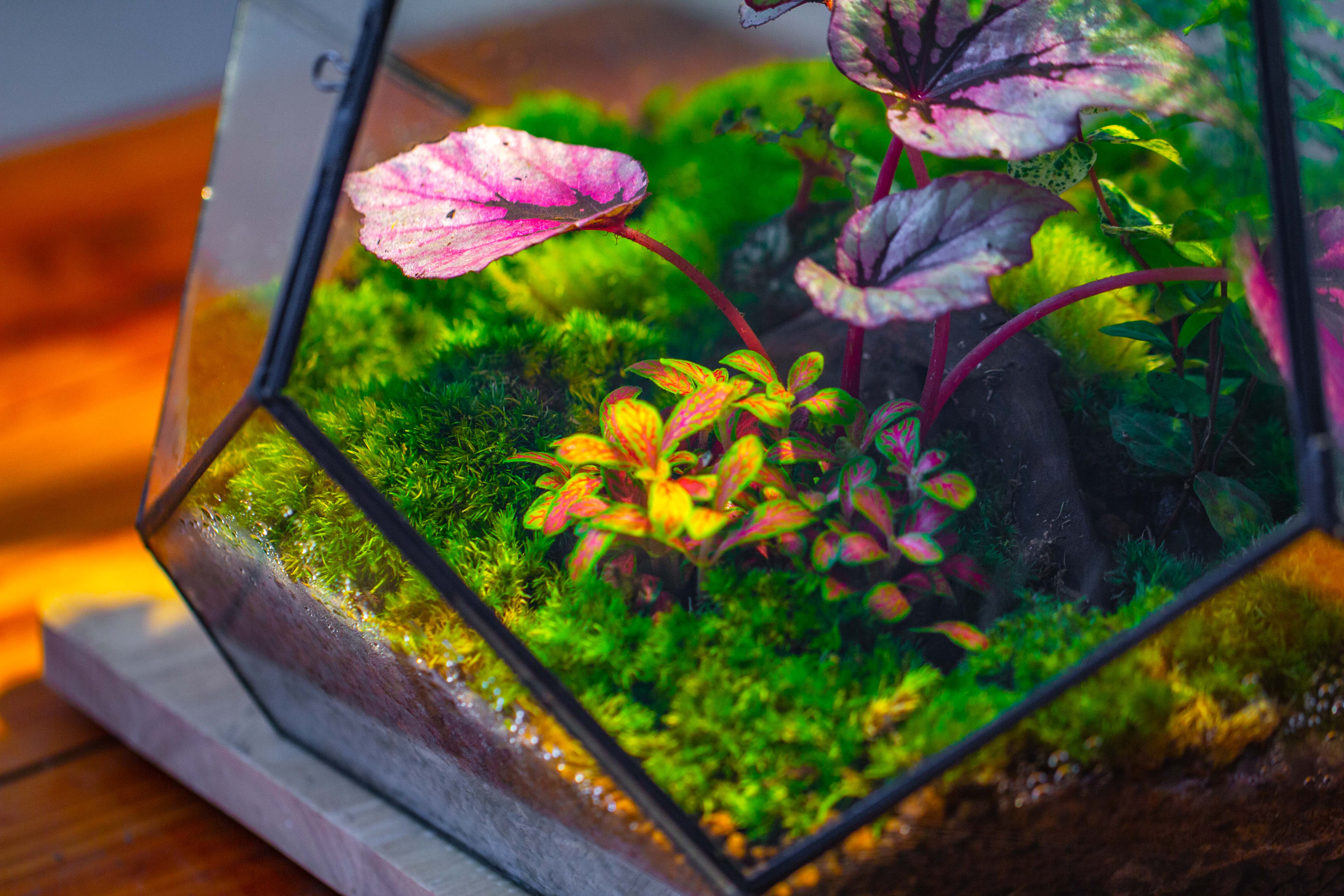 Large 16" tall and wide teardrop tin and glass terrarium, close, with door - NCYPgarden