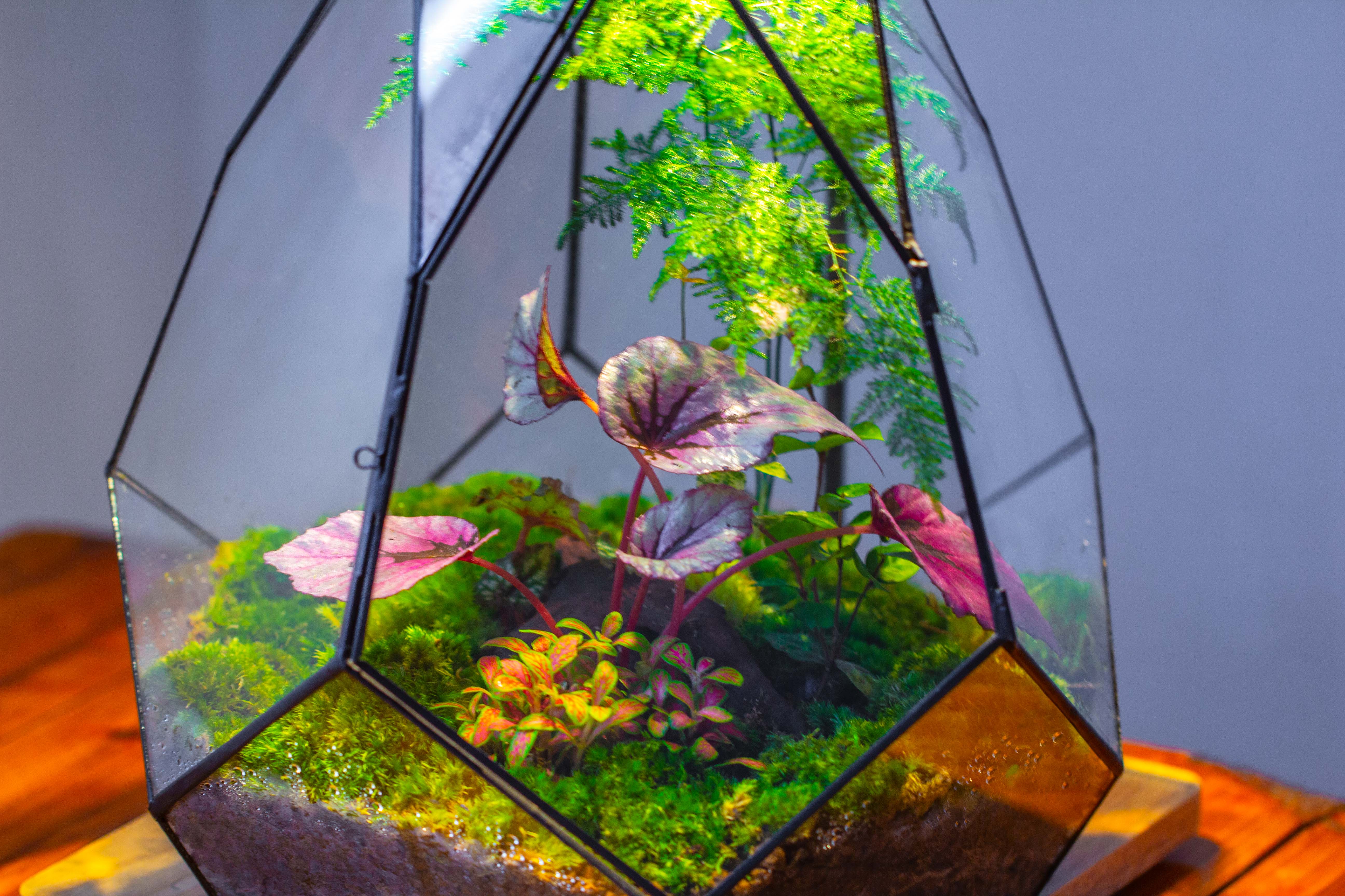 Large 16" tall and wide teardrop tin and glass terrarium, close, with door - NCYPgarden