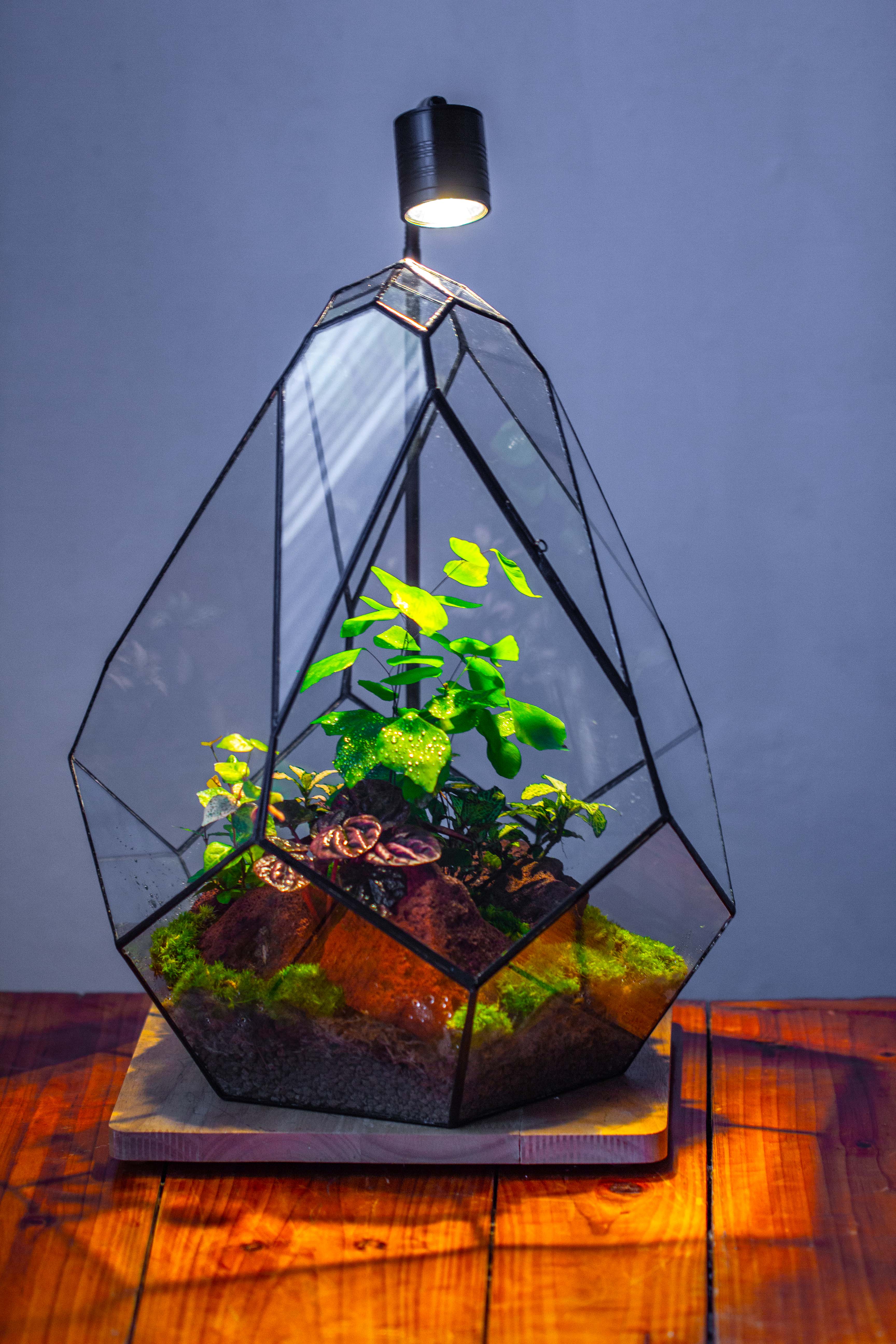 16" Large Teardrop Geometric Terrarium, close - NCYPgarden