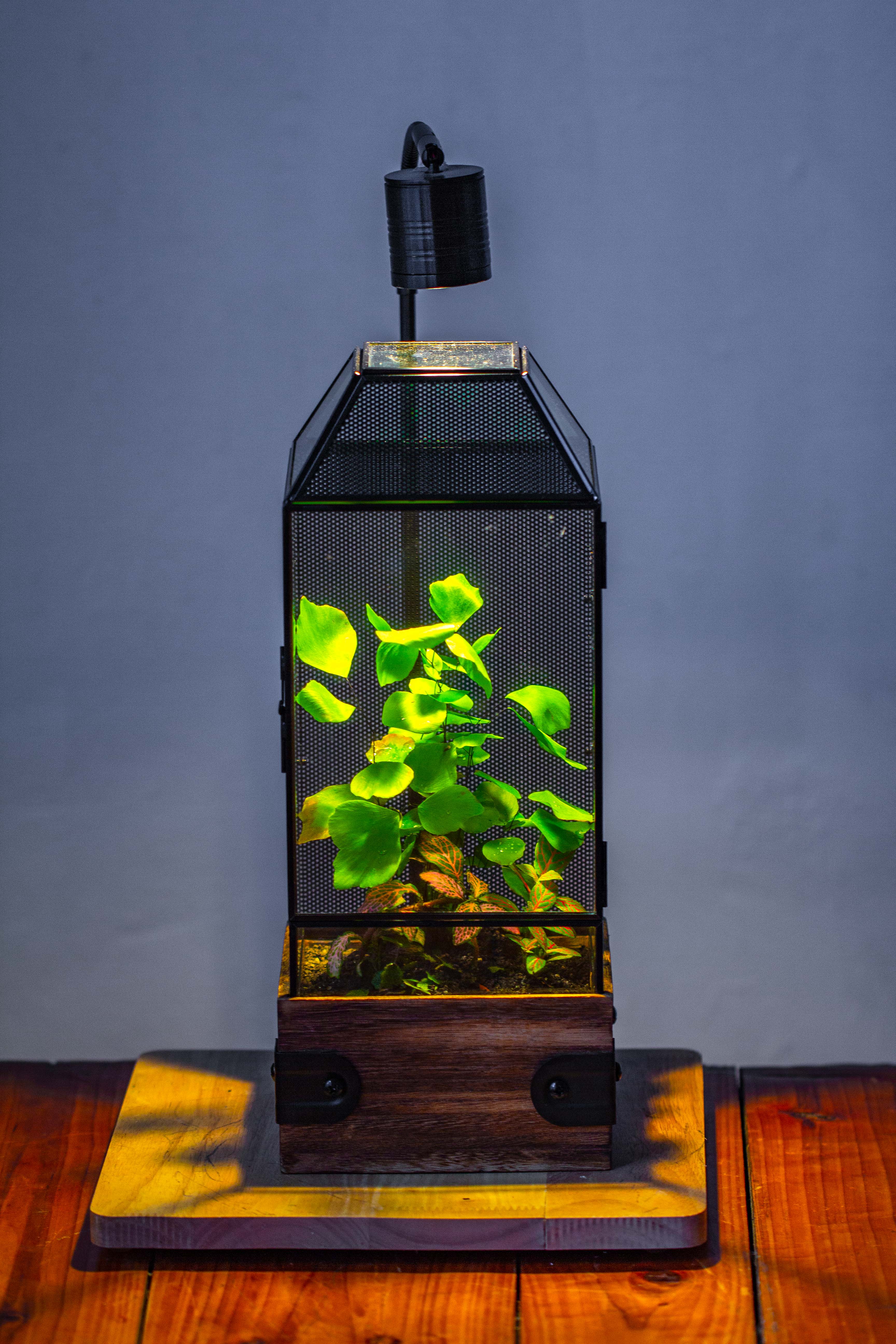 Handmade Glass Terrarium with Wood Base, Geometric Jumping Spider Enclosure, with Mesh Vent, for Plants, Snail, Insects - NCYPgarden