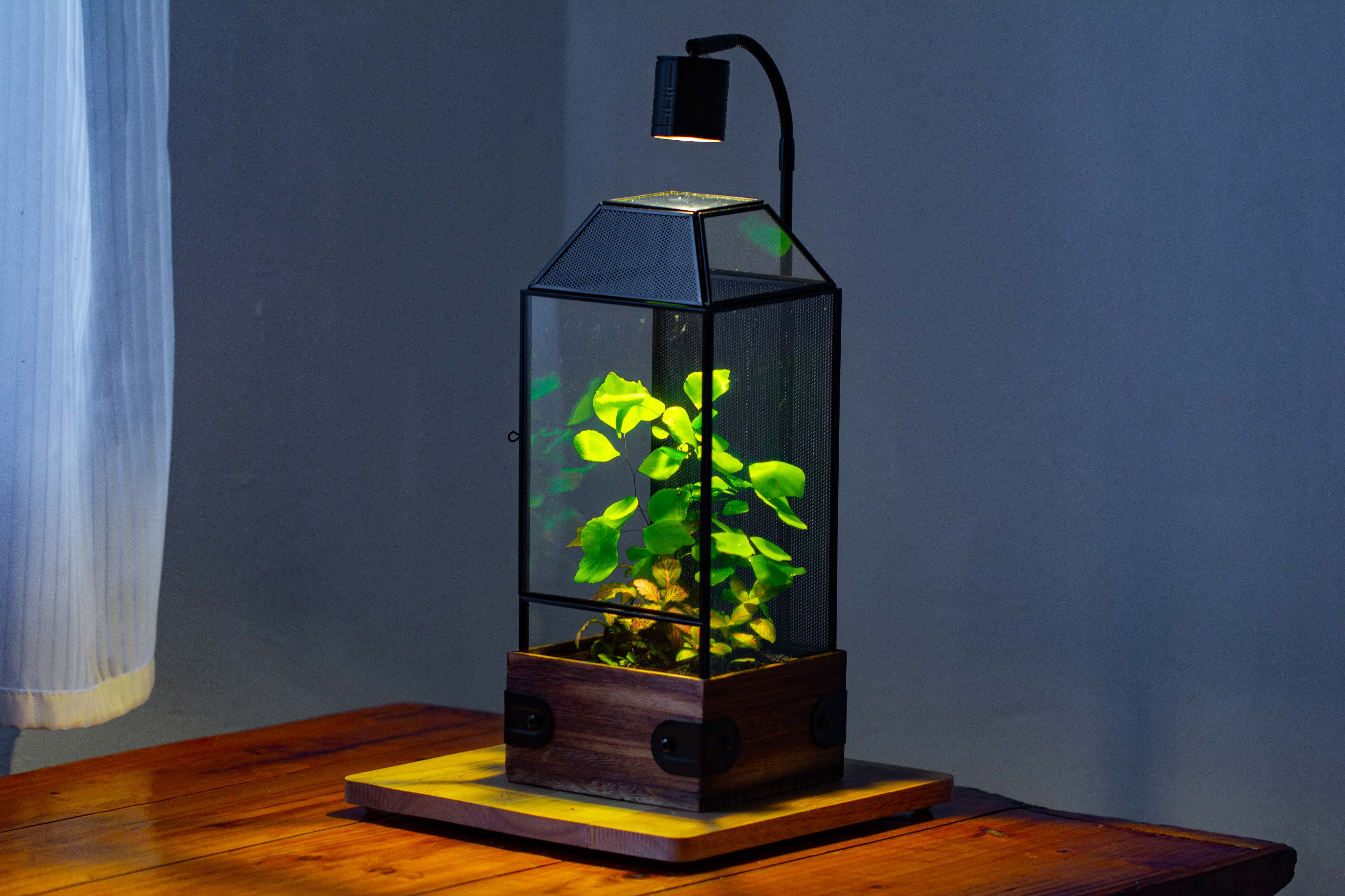 Handmade Glass Terrarium with Wood Base, Geometric Jumping Spider Enclosure, with Mesh Vent, for Plants, Snail, Insects - NCYPgarden