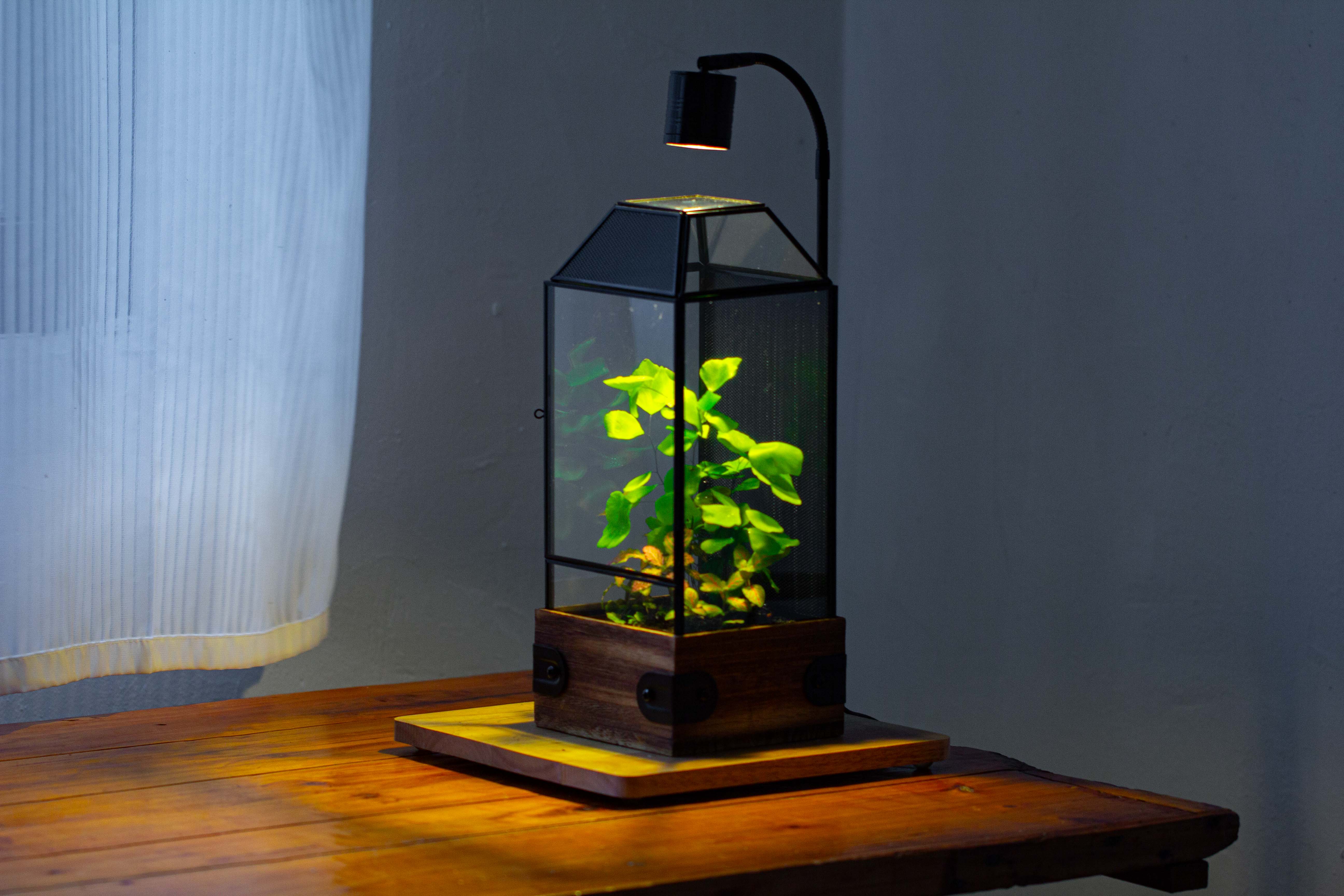 Handmade Glass Terrarium with Wood Base, Geometric Jumping Spider Enclosure, with Mesh Vent, for Plants, Snail, Insects - NCYPgarden