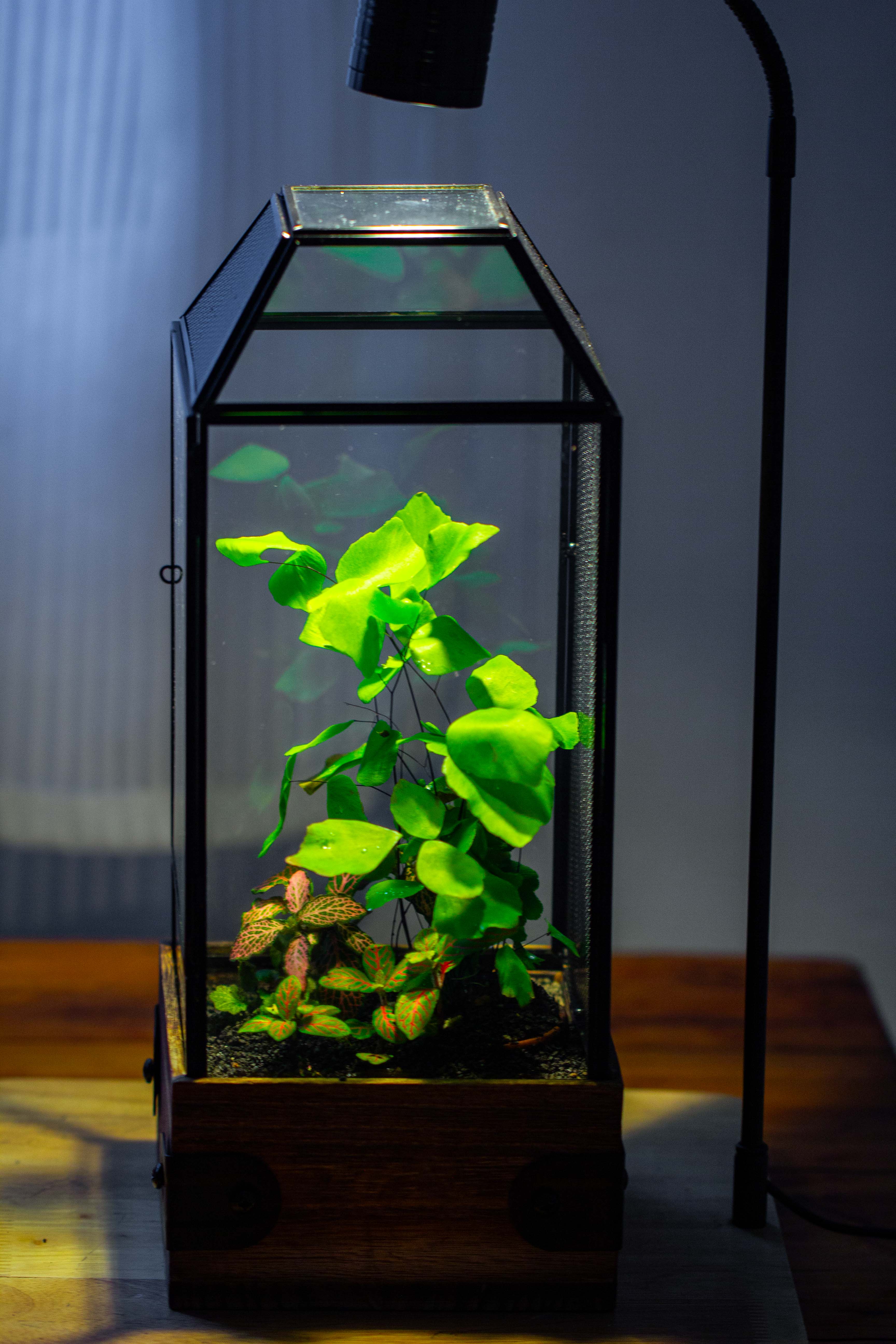 Handmade Glass Terrarium with Wood Base, Geometric Jumping Spider Enclosure, with Mesh Vent, for Plants, Snail, Insects - NCYPgarden