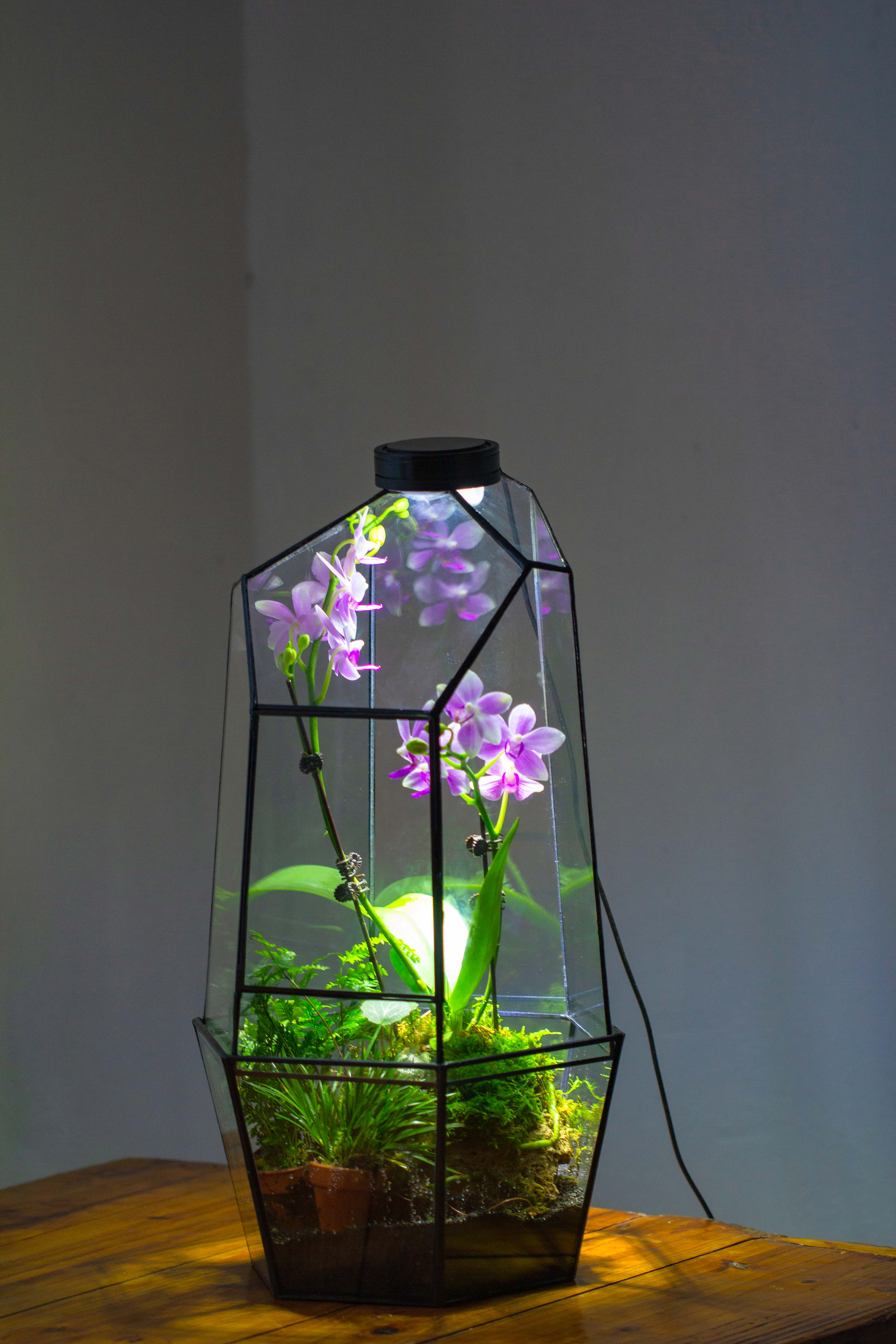 Large 2-Part 18.9" tall Close Glass Terrarium for orchid, fern, moss, Watertight - NCYPgarden