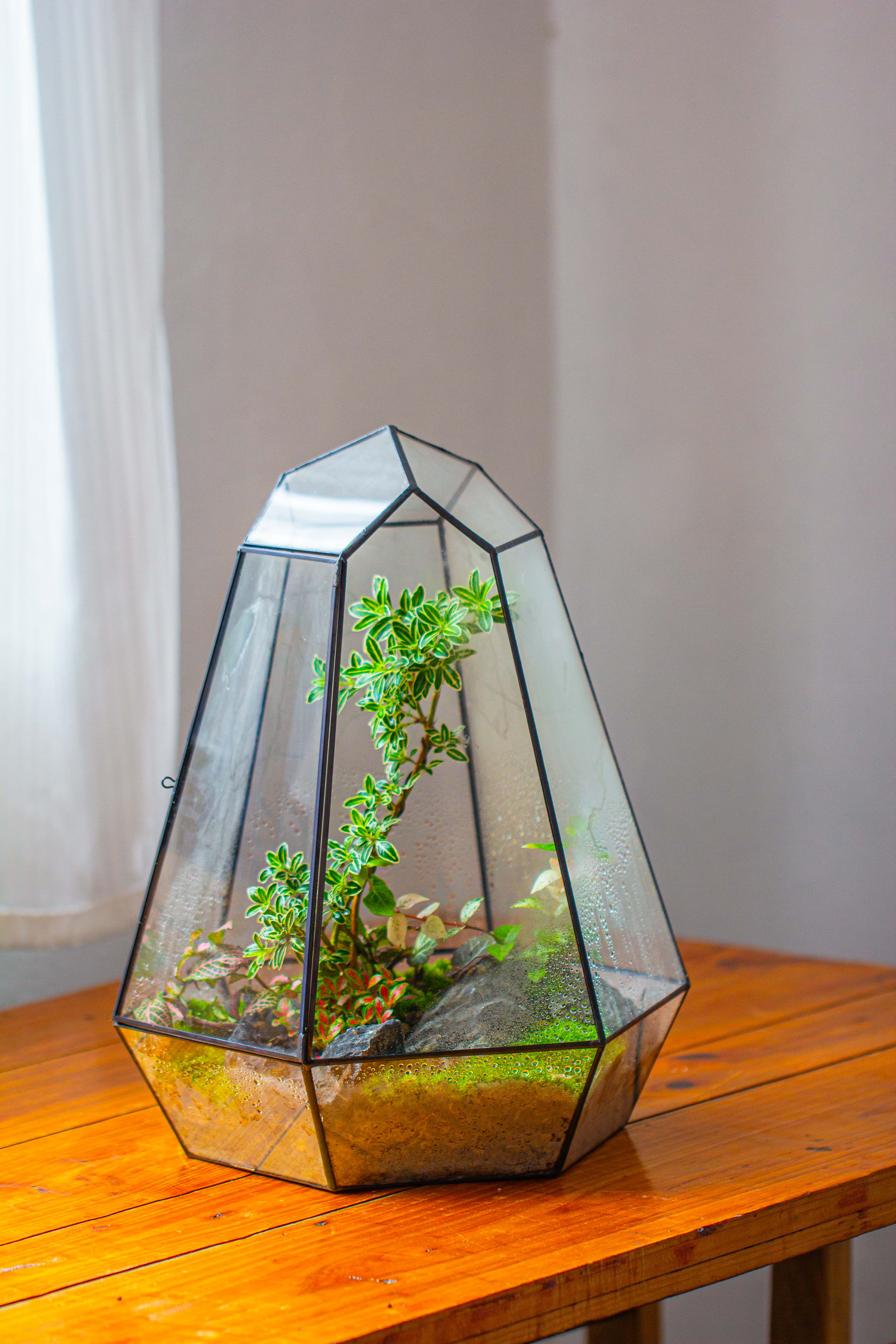 Large 16" tall and wide 6 sided cone tin and glass terrarium, close, with door - NCYPgarden