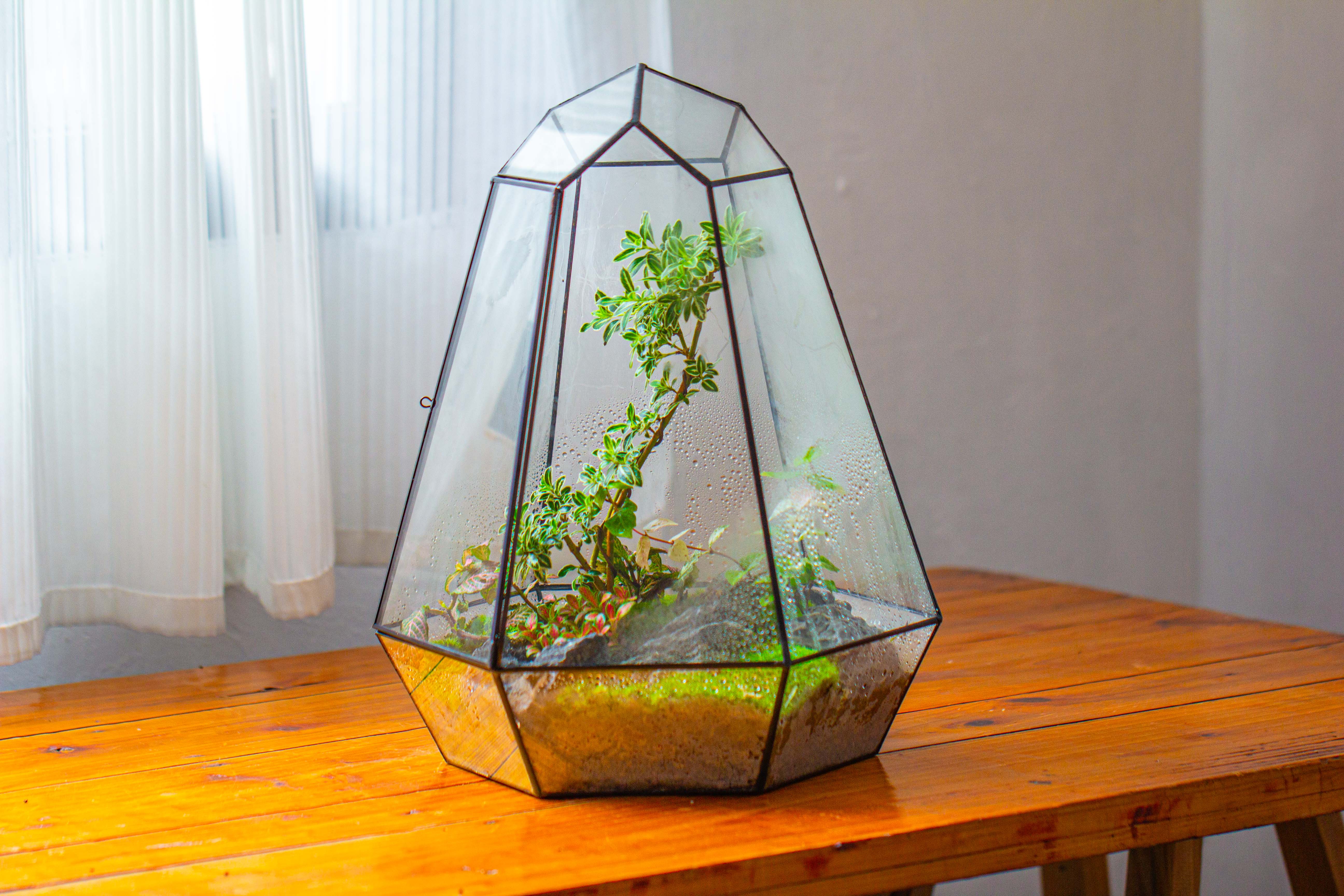 Large 16" tall and wide 6 sided cone tin and glass terrarium, close, with door - NCYPgarden