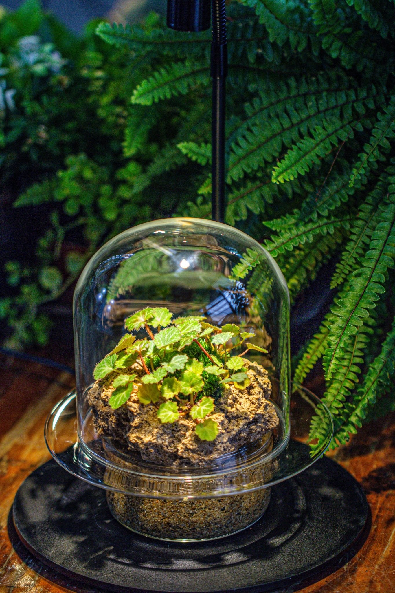 can you grow bonsai trees hydroponically Porous Bonsai Rock for Terrariums & Bonsai – NCYPgarden