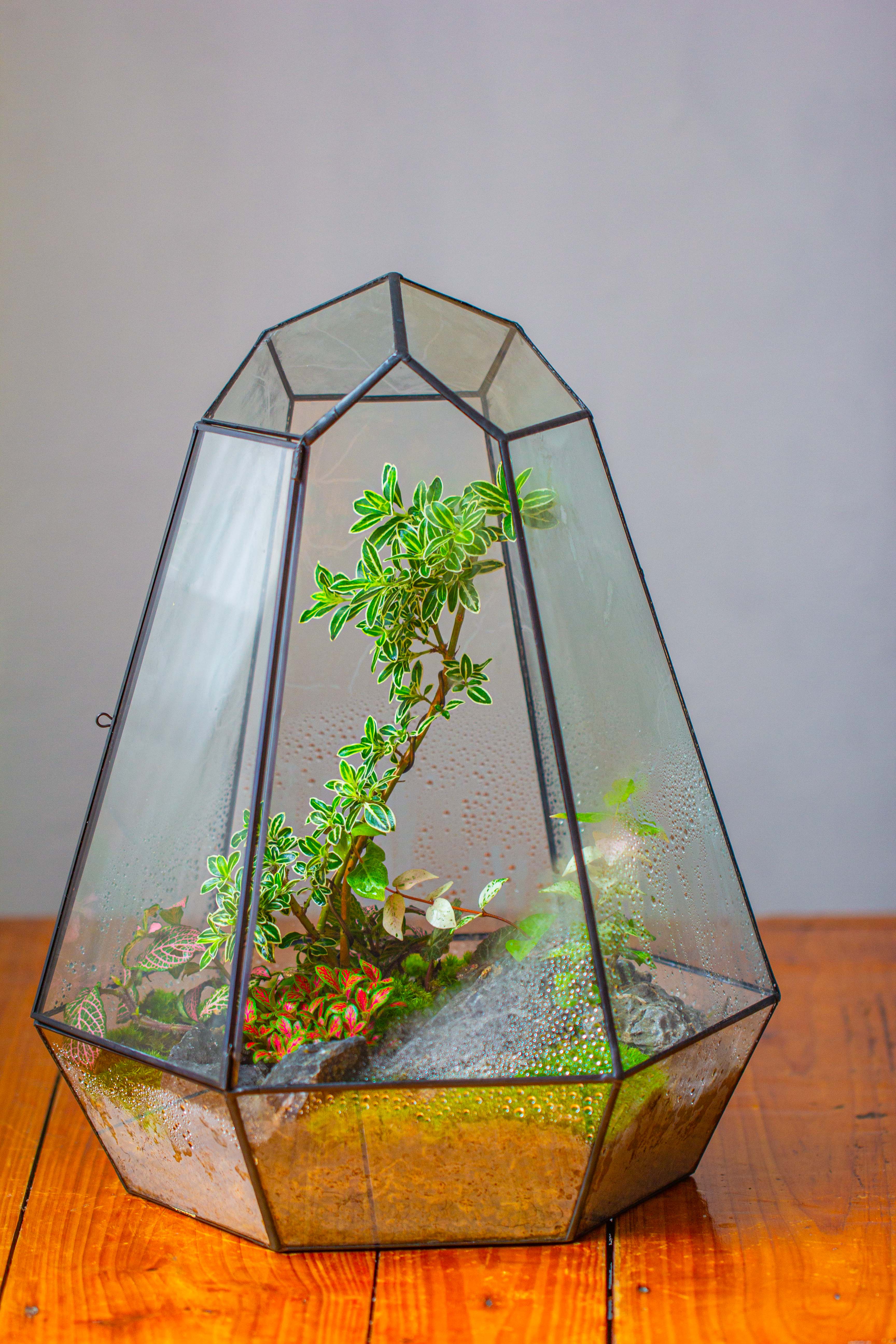 Large 16" tall and wide 6 sided cone tin and glass terrarium, close, with door - NCYPgarden