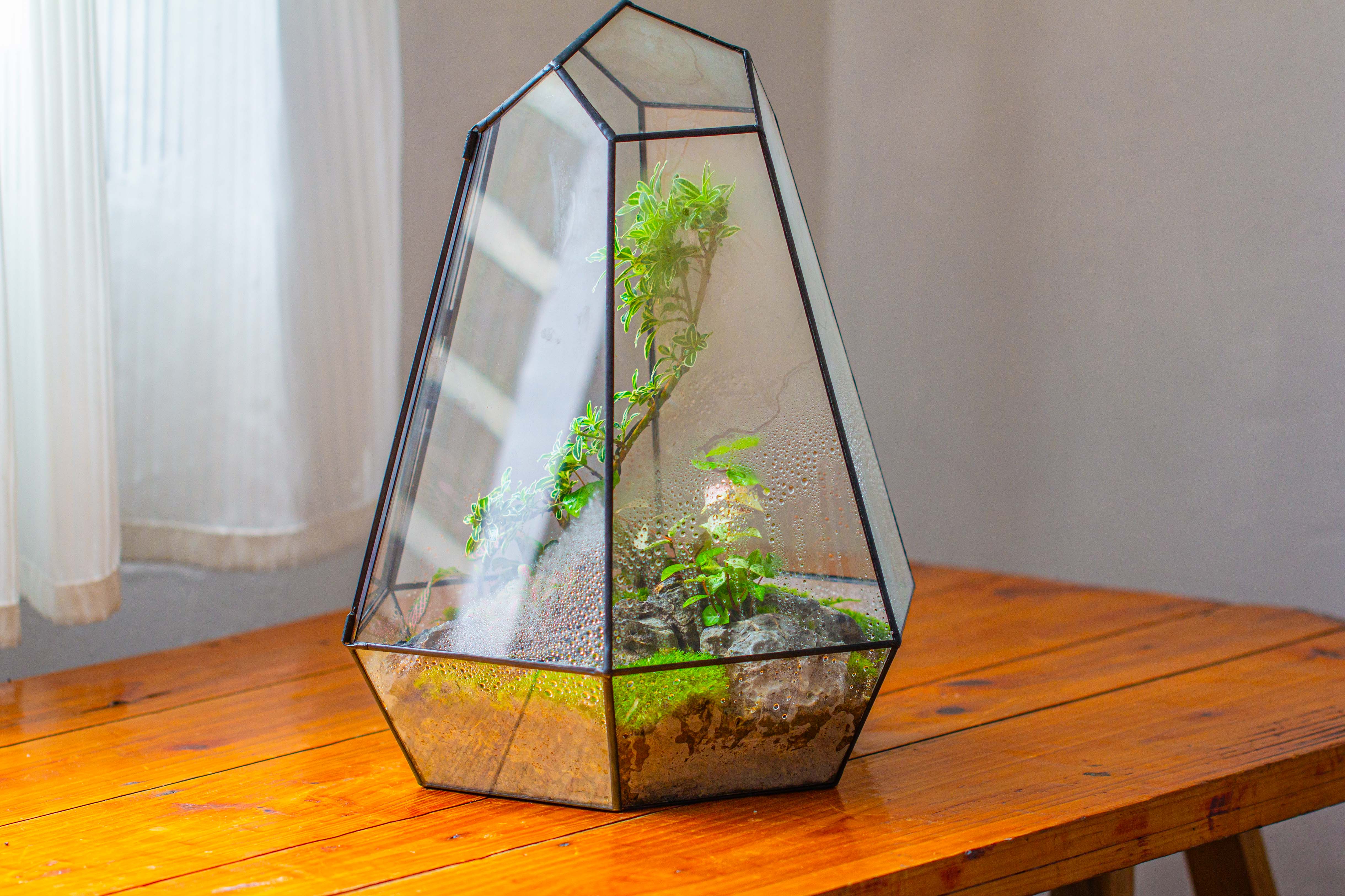 Large 16" tall and wide 6 sided cone tin and glass terrarium, close, with door - NCYPgarden