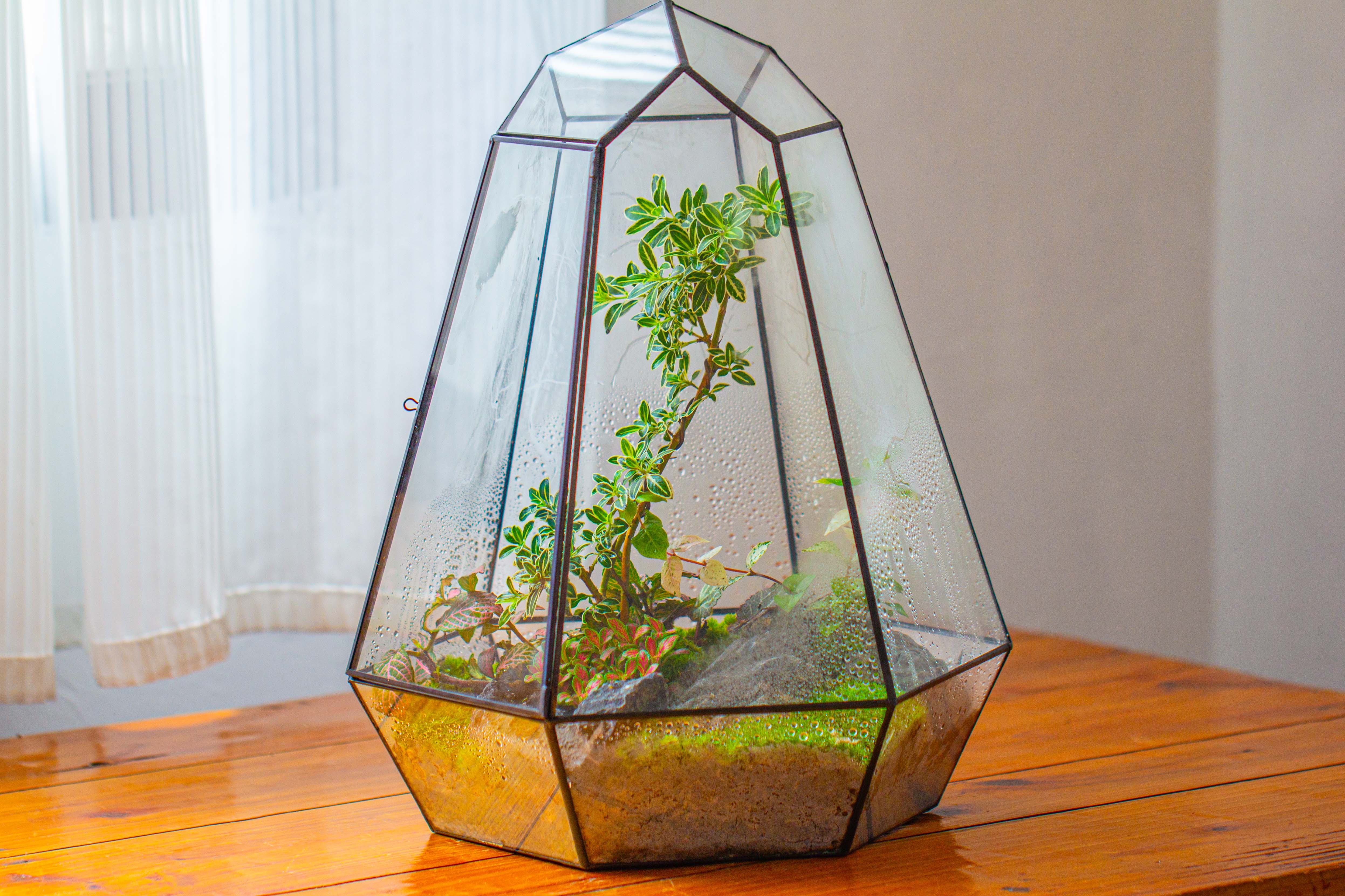 Large 16" tall and wide 6 sided cone tin and glass terrarium, close, with door - NCYPgarden