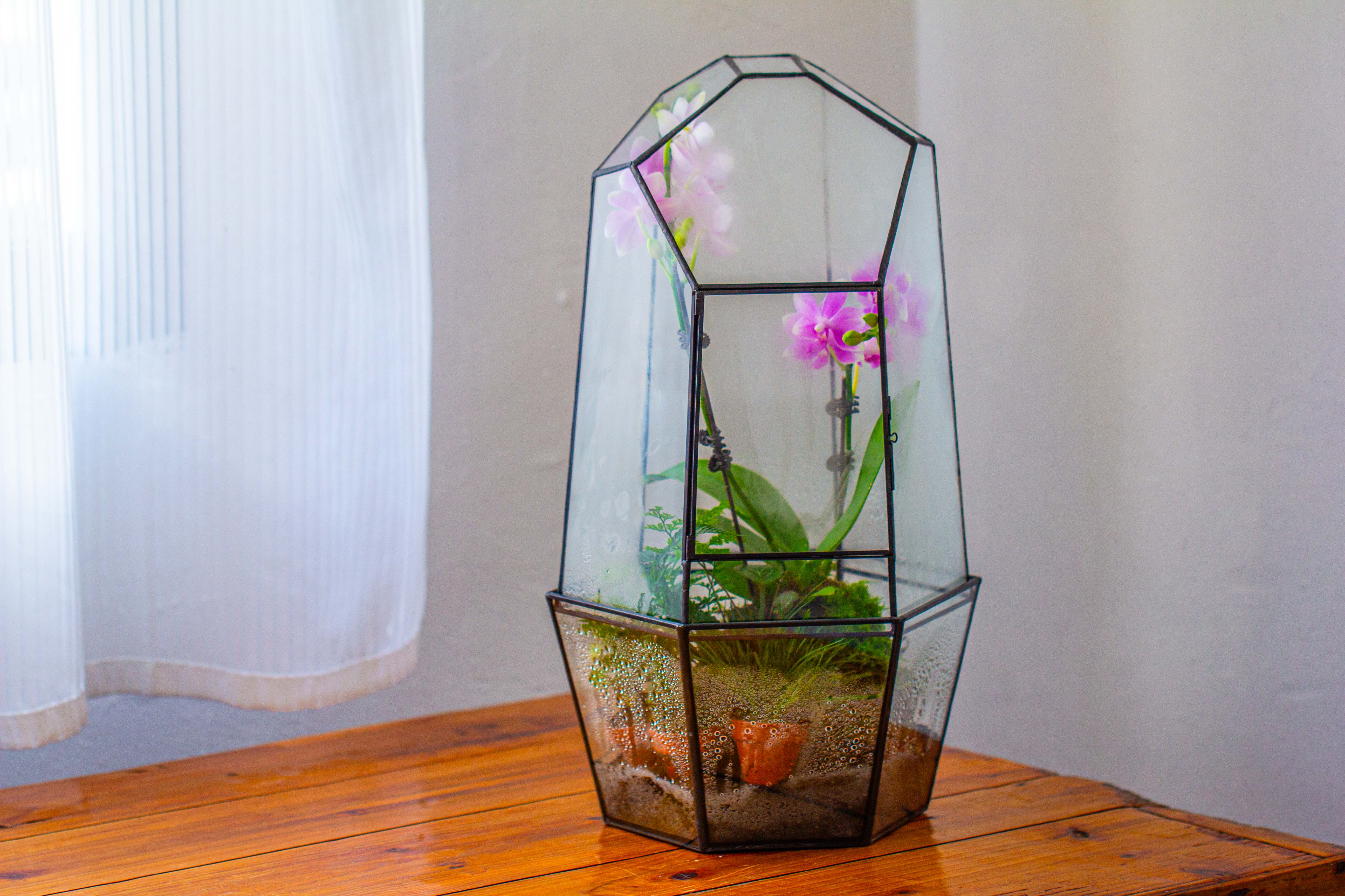 Large 2-Part 18.9" tall Close Glass Terrarium for orchid, fern, moss, Watertight - NCYPgarden