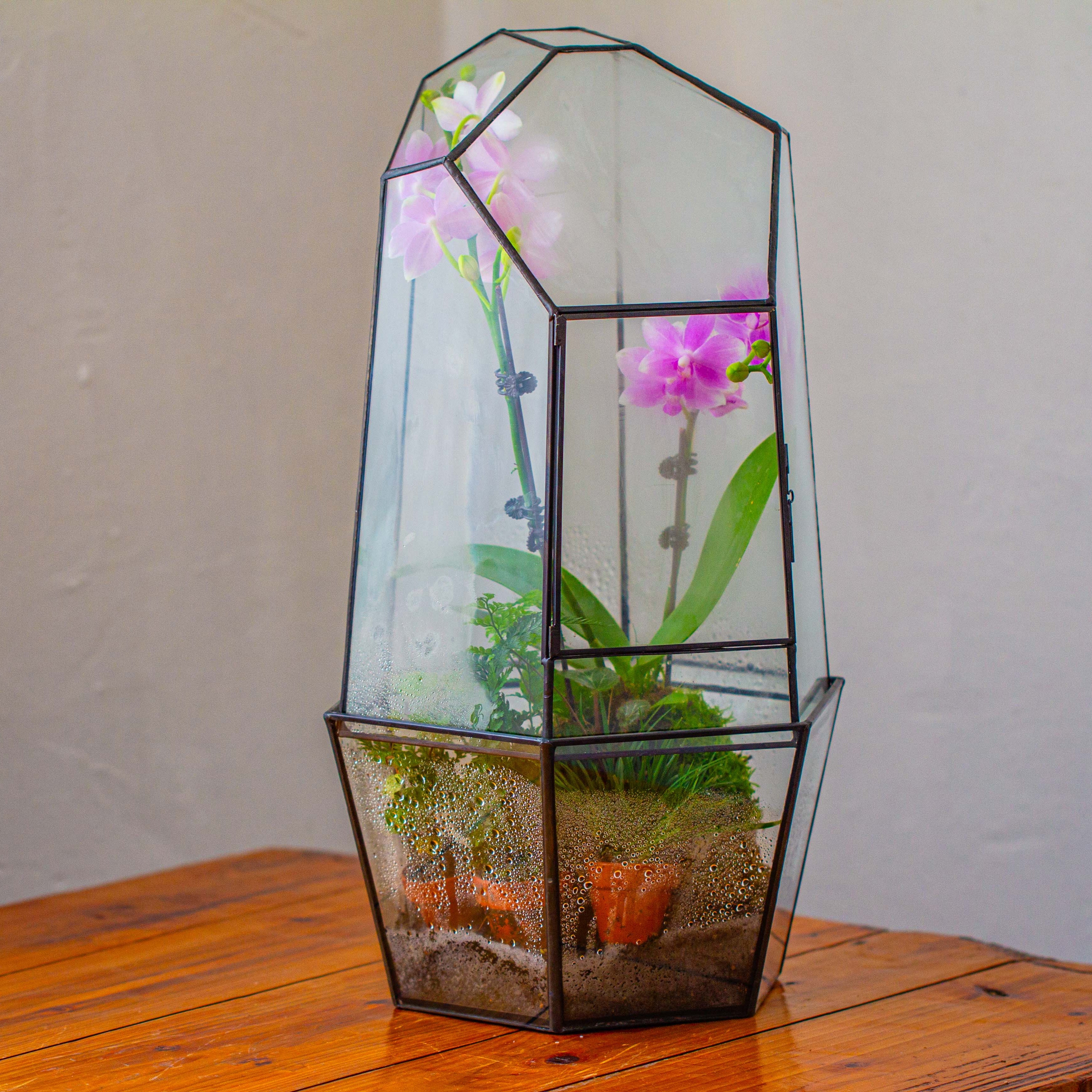 Large 2-Part 18.9" tall Close Glass Terrarium for orchid, fern, moss, Watertight - NCYPgarden