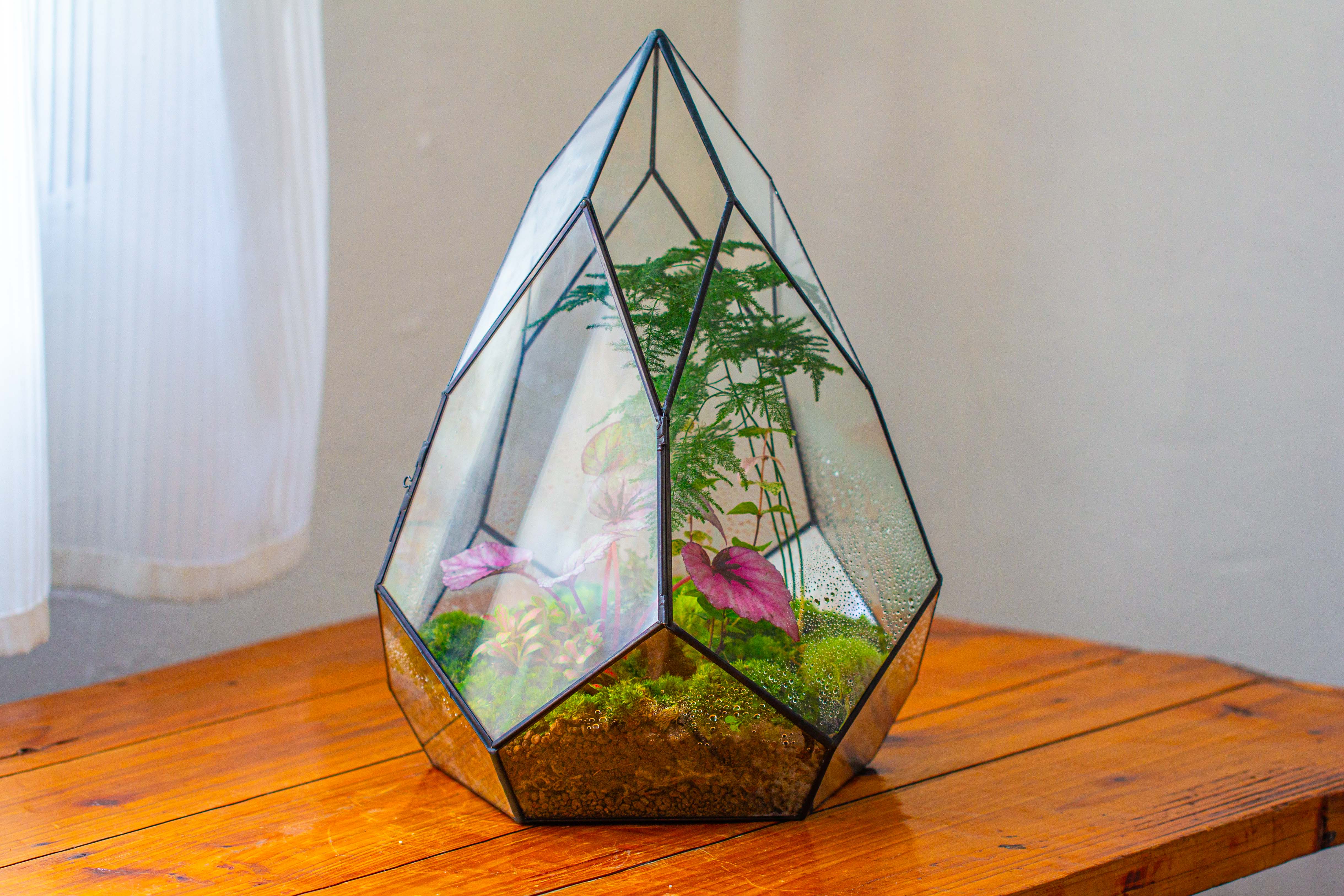 Large 16" tall and wide teardrop tin and glass terrarium, close, with door - NCYPgarden