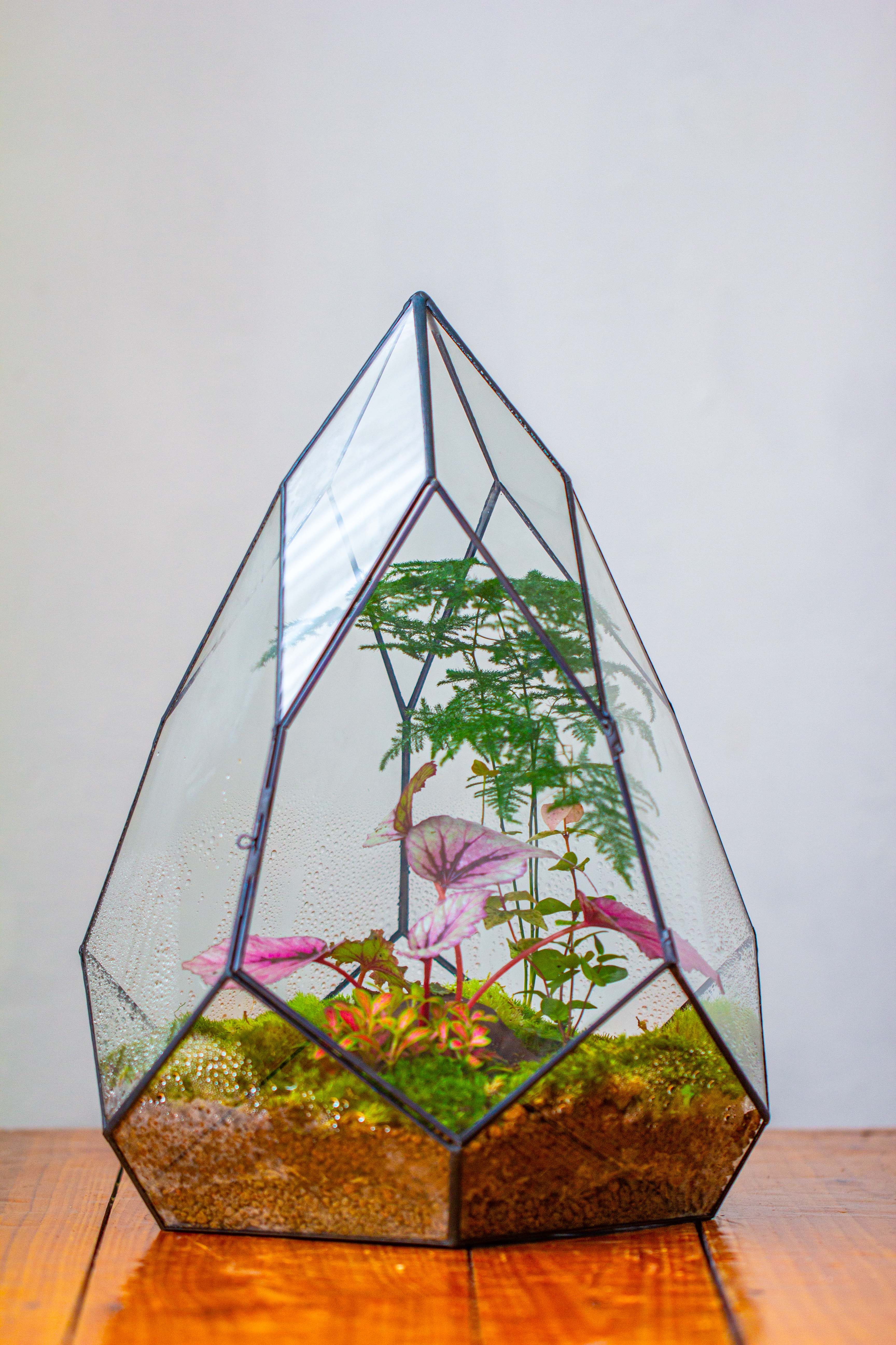 Large 16" tall and wide teardrop tin and glass terrarium, close, with door - NCYPgarden