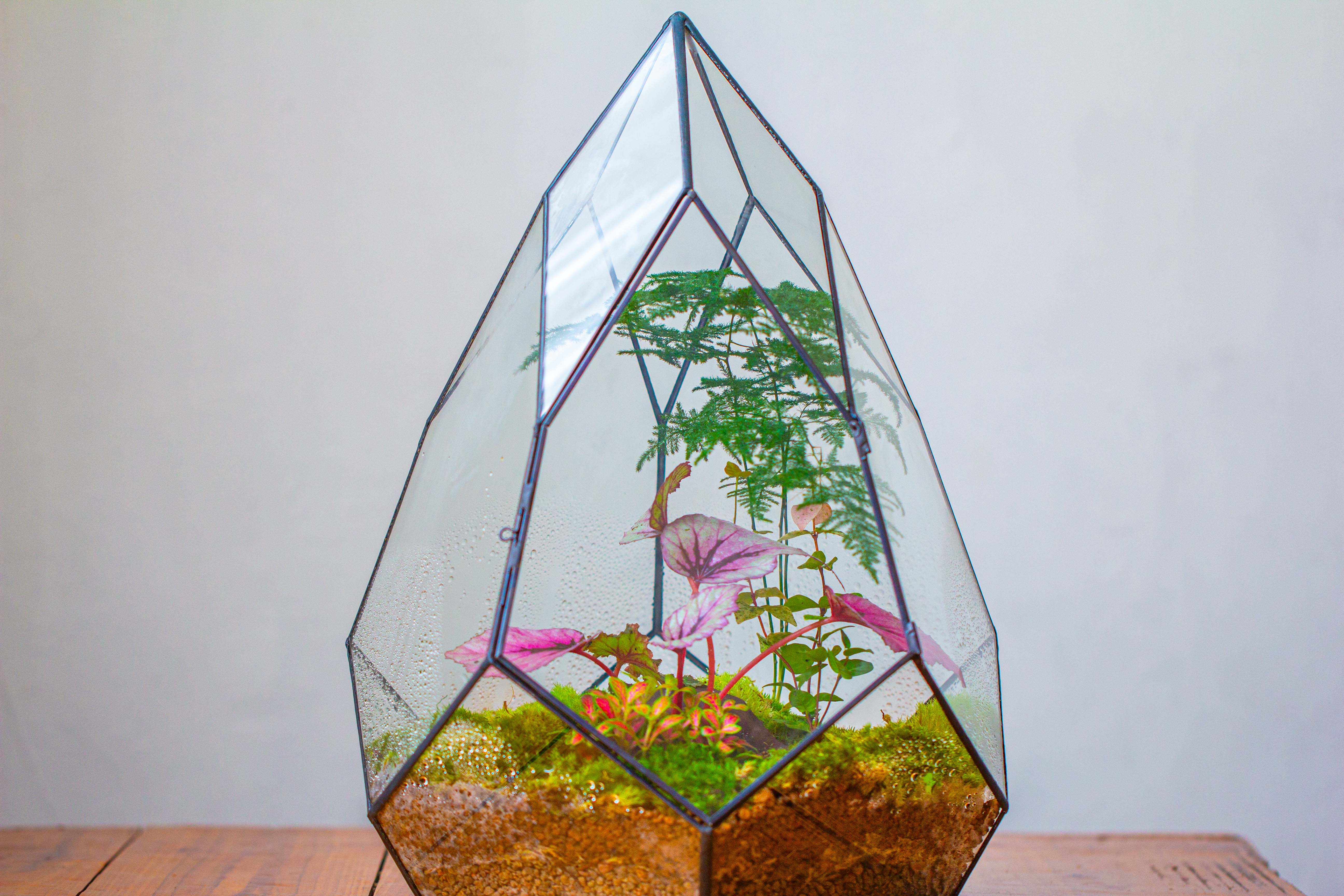 Large 16" tall and wide teardrop tin and glass terrarium, close, with door - NCYPgarden