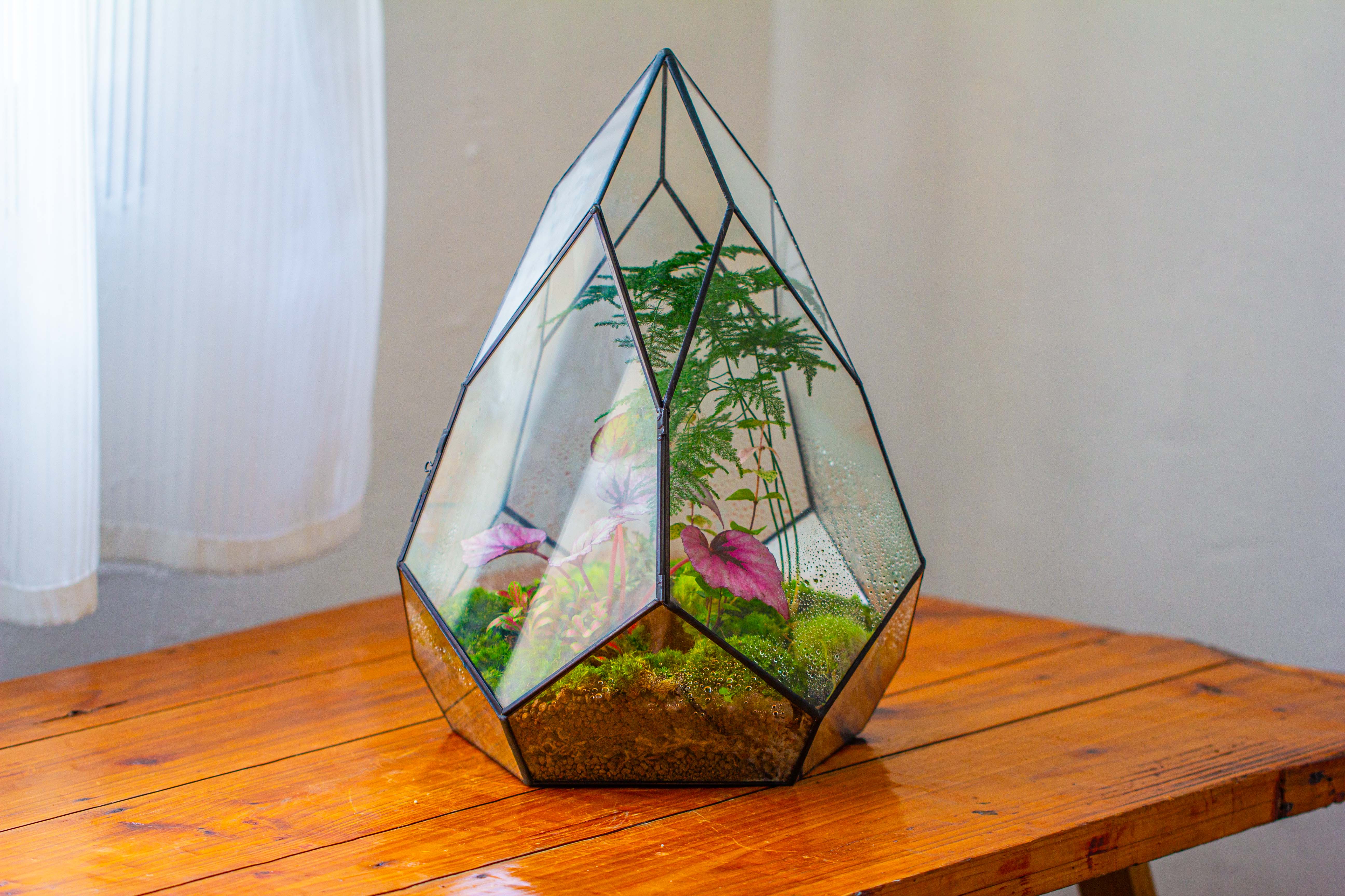 Large 16" tall and wide teardrop tin and glass terrarium, close, with door - NCYPgarden