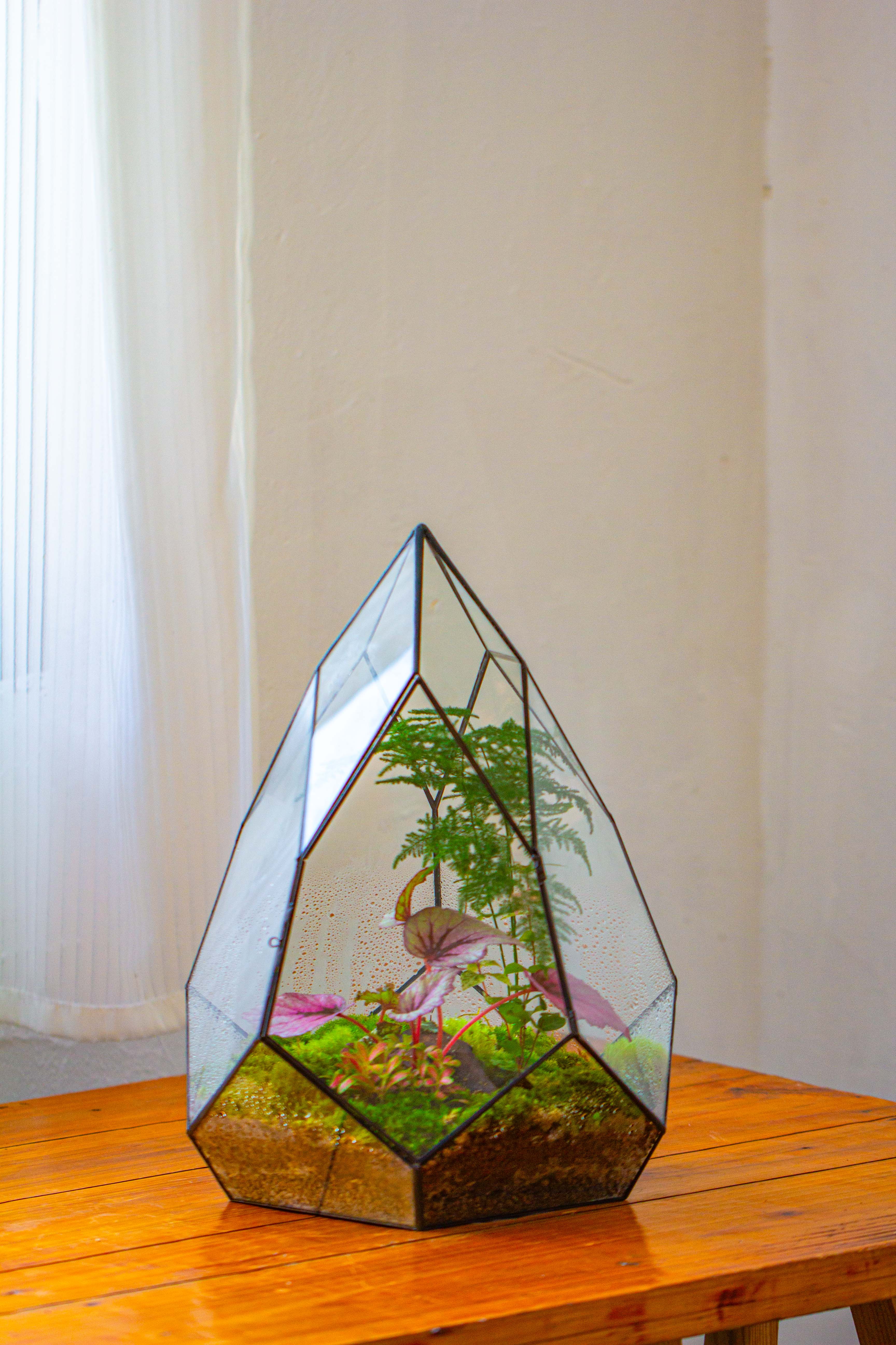 Large 16" tall and wide teardrop tin and glass terrarium, close, with door - NCYPgarden
