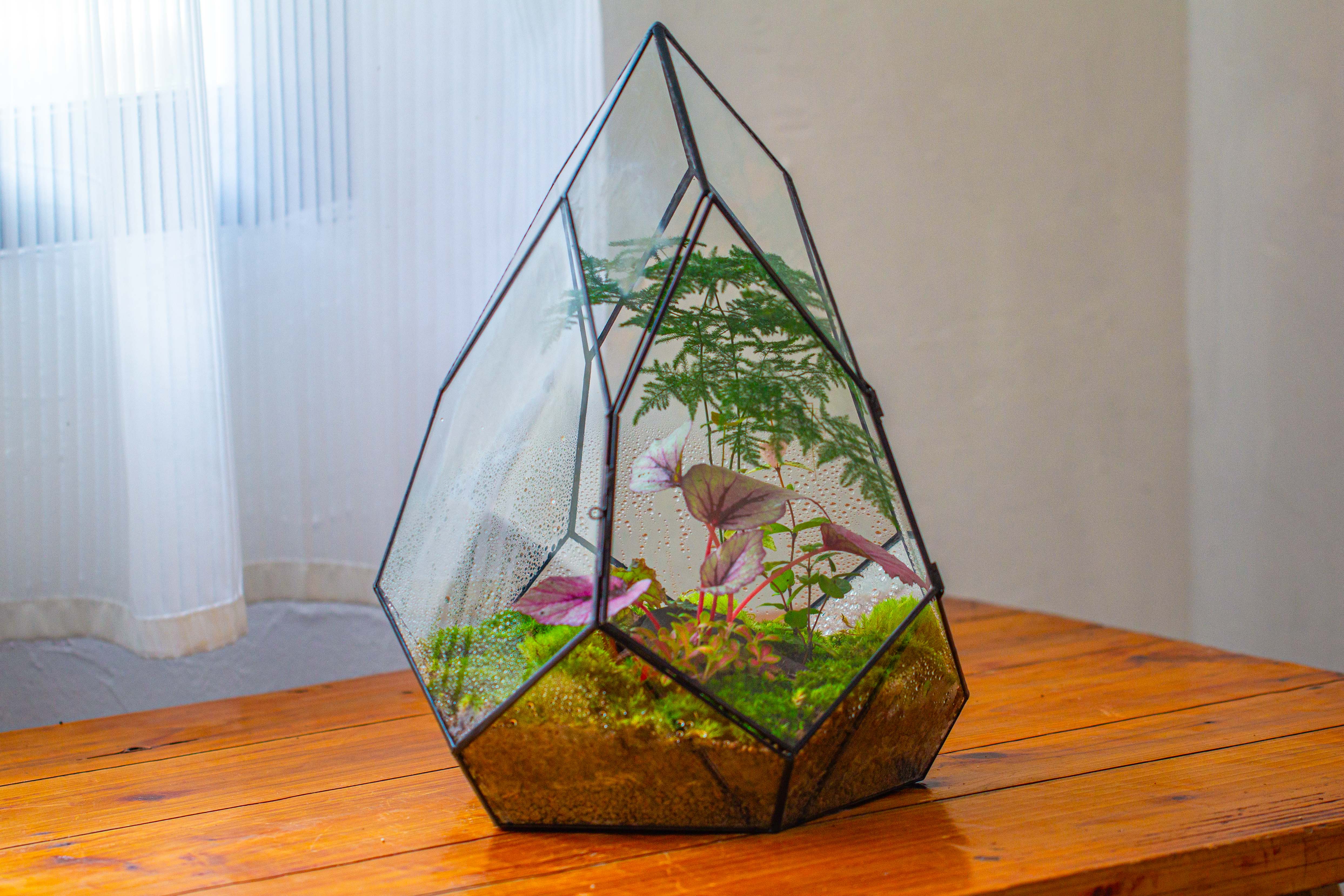 Large 16" tall and wide teardrop tin and glass terrarium, close, with door - NCYPgarden