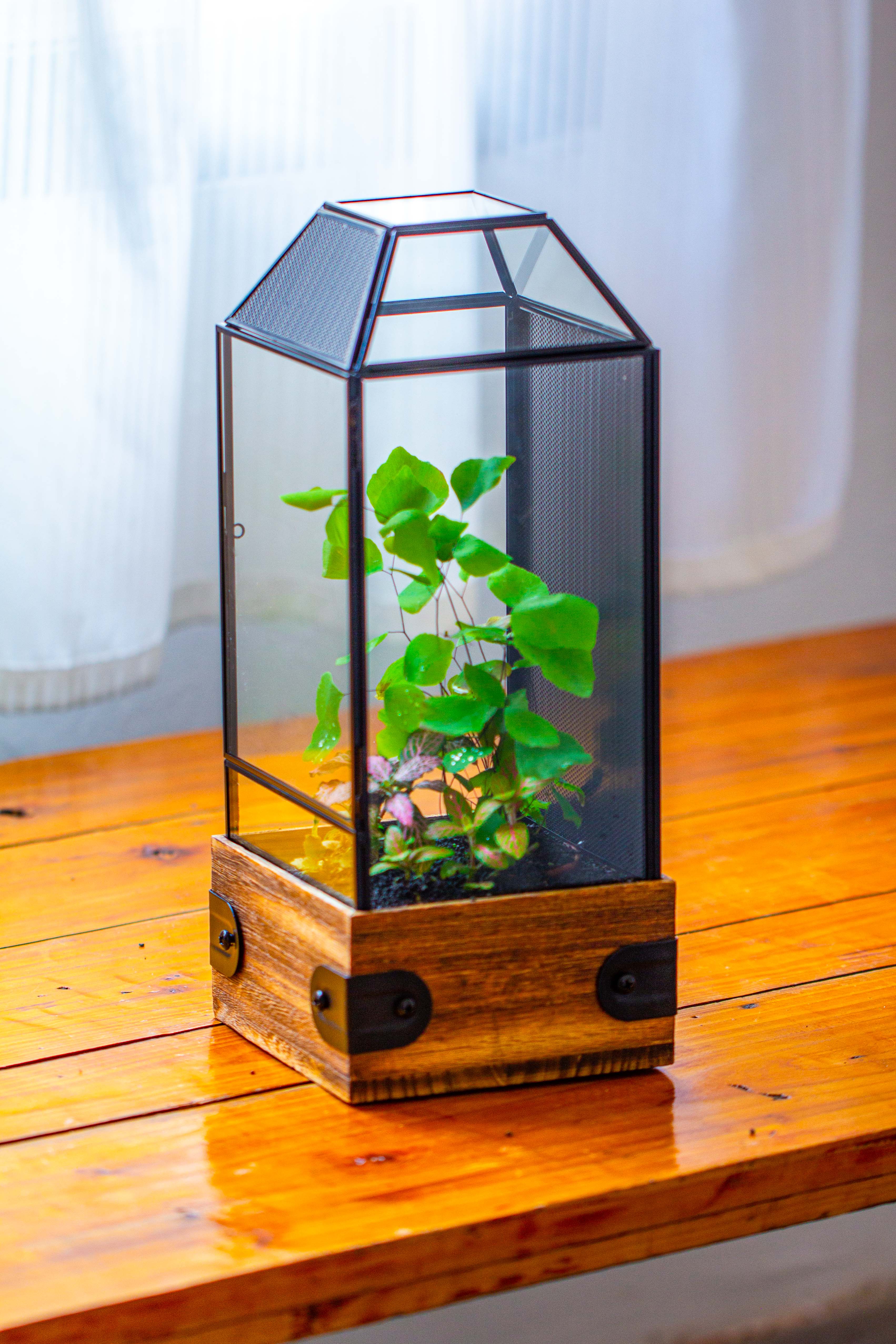 Handmade Glass Terrarium with Wood Base, Geometric Jumping Spider Enclosure, with Mesh Vent, for Plants, Snail, Insects - NCYPgarden