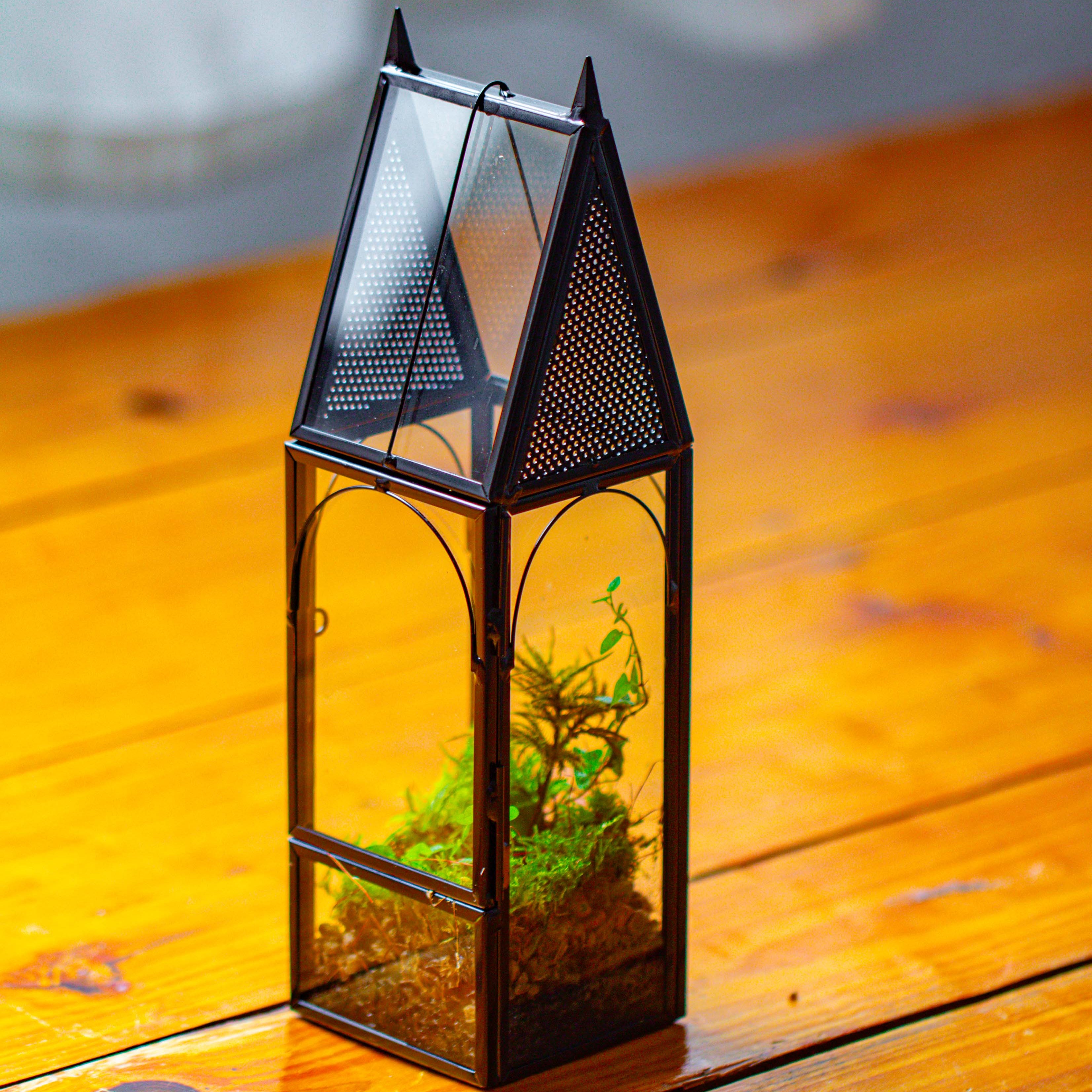 Mini tall house shape jumping spider terrarium - NCYPgarden