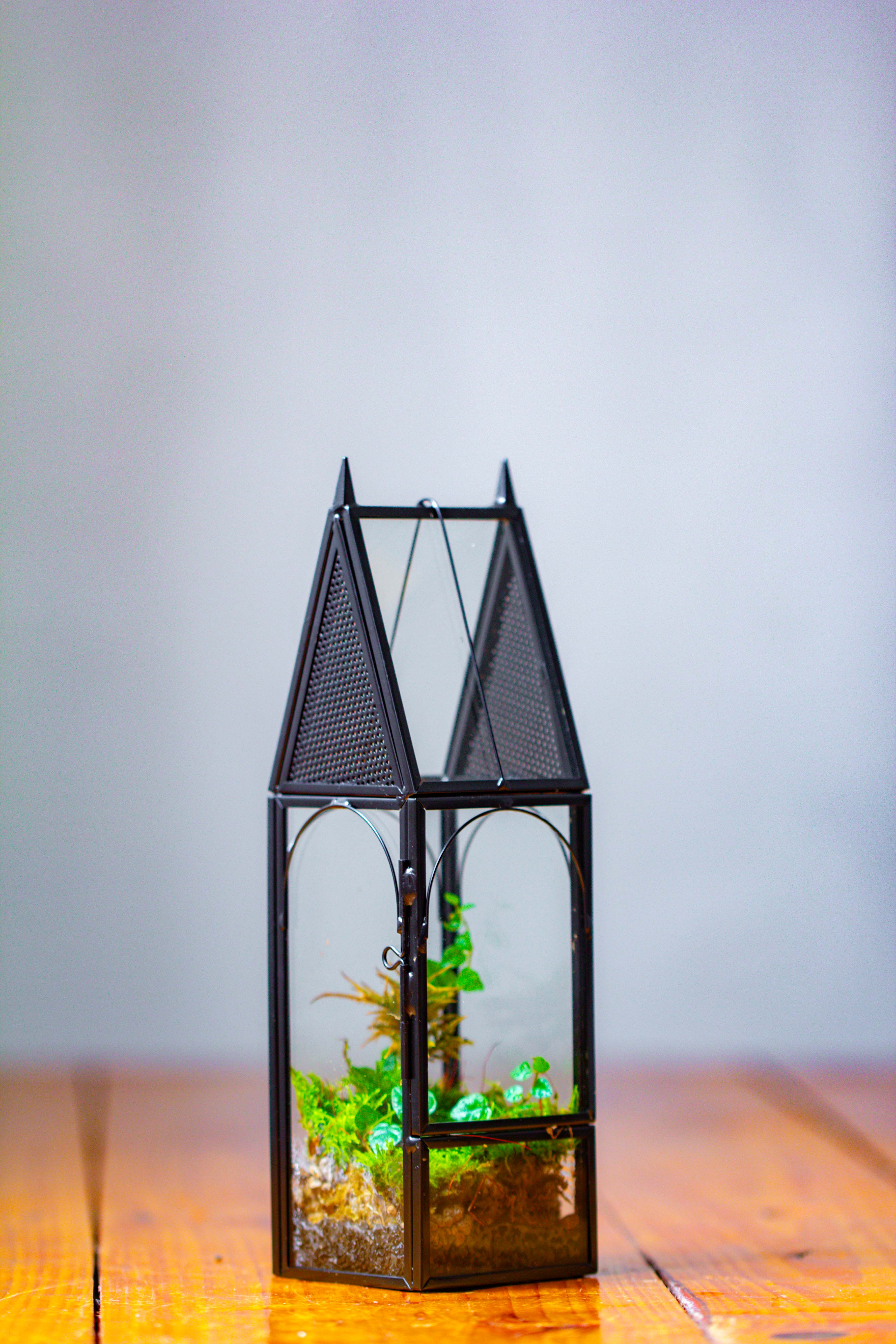 Mini tall house shape jumping spider terrarium - NCYPgarden