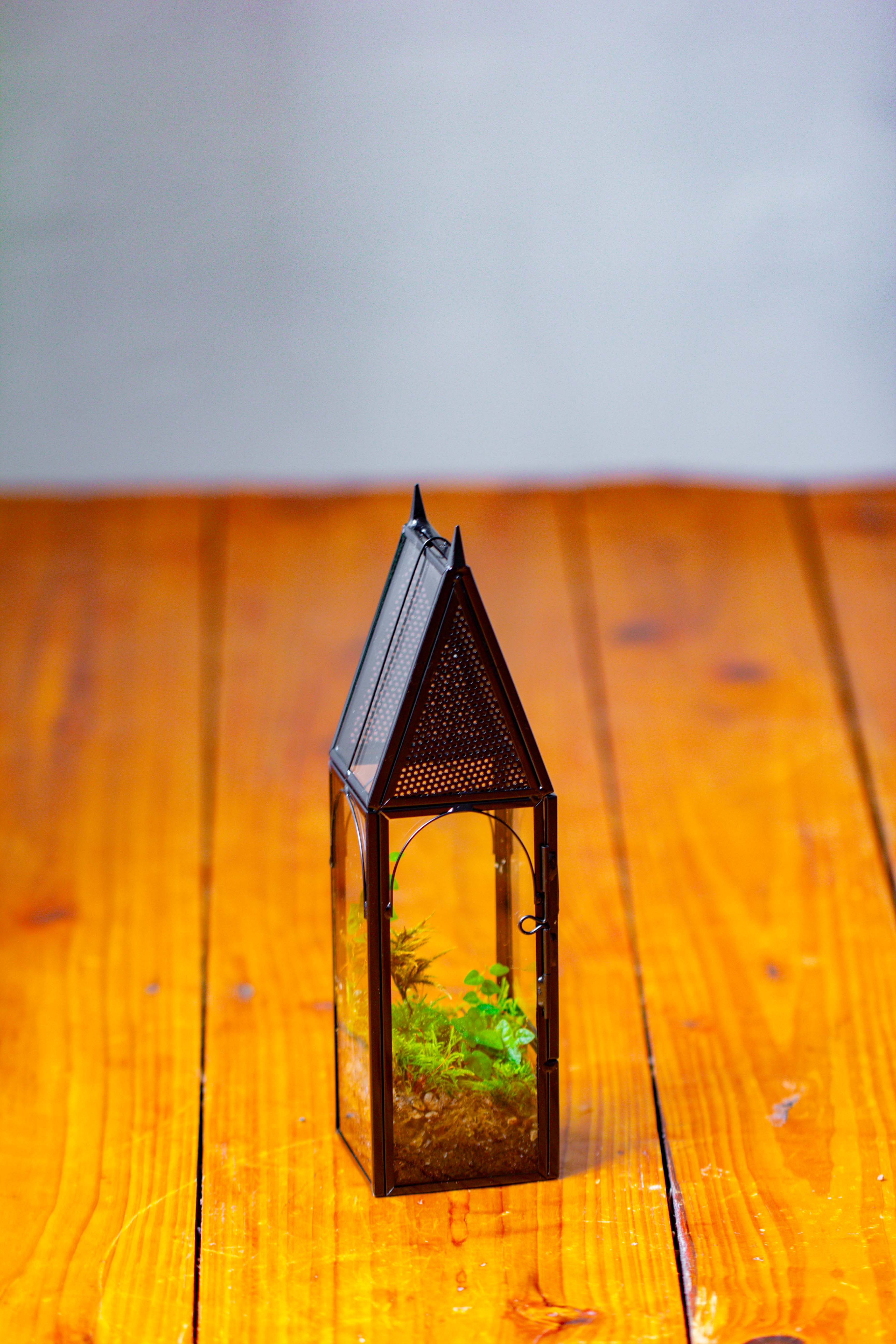 Mini tall house shape jumping spider terrarium - NCYPgarden