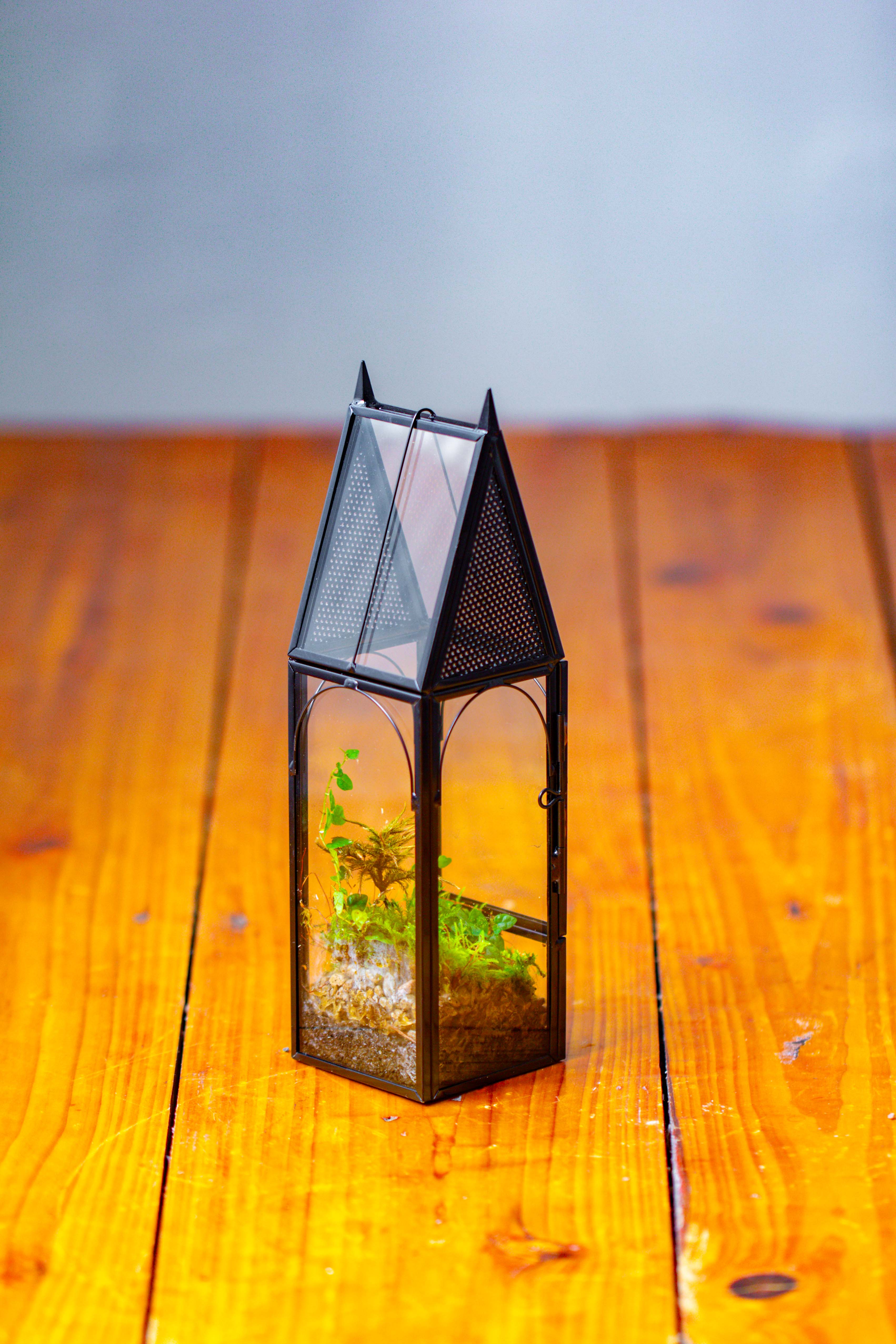 Mini tall house shape jumping spider terrarium - NCYPgarden