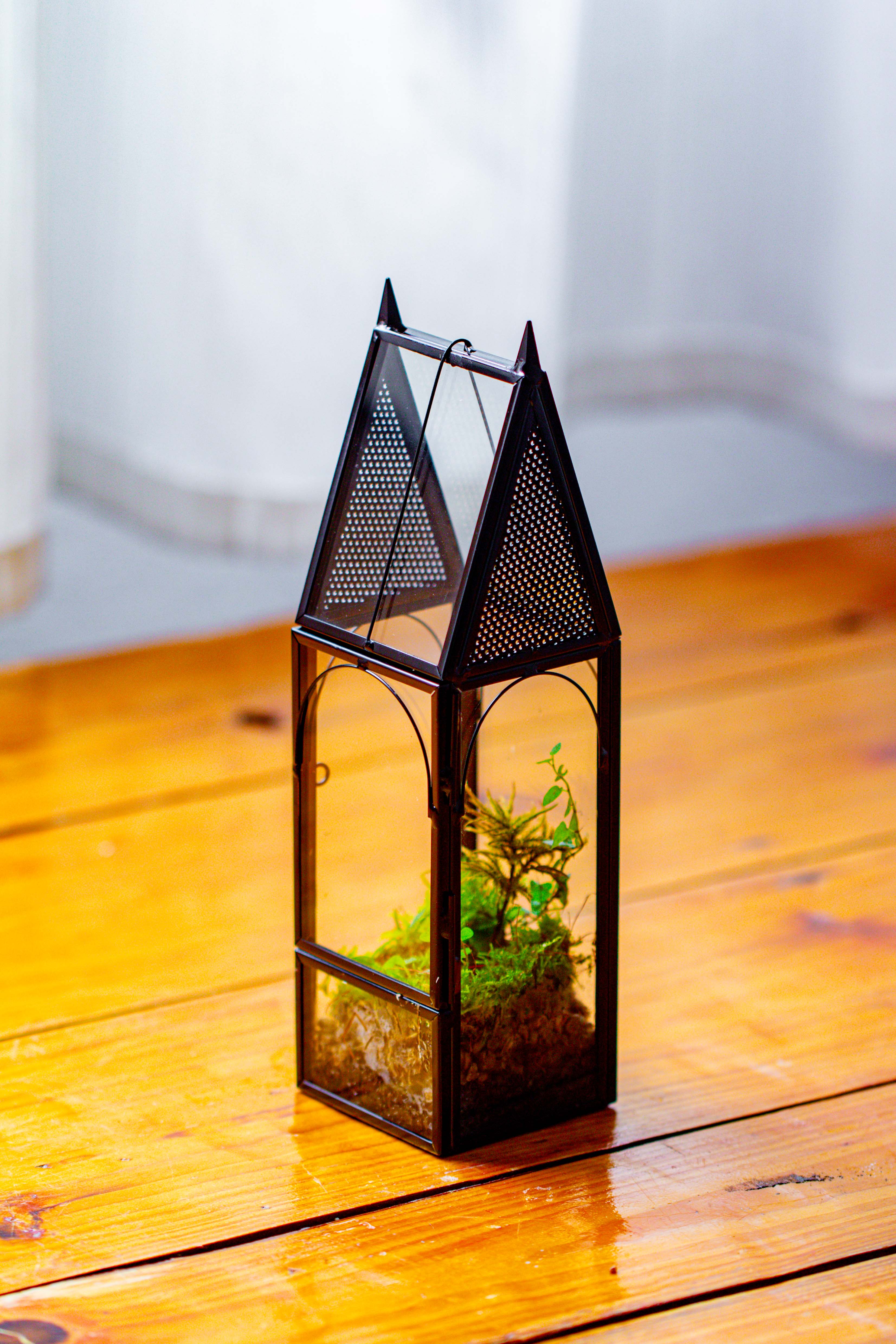 Mini tall house shape jumping spider terrarium - NCYPgarden